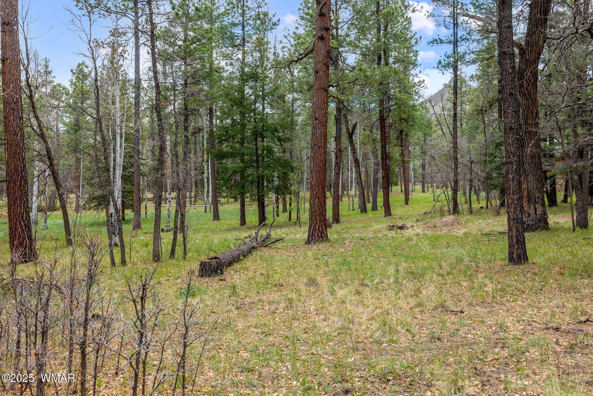 14 Colorados Lane Alpine, AZ 85920 - Photo 12 of 14 16CountyRd2050-AlpineAZ-2
