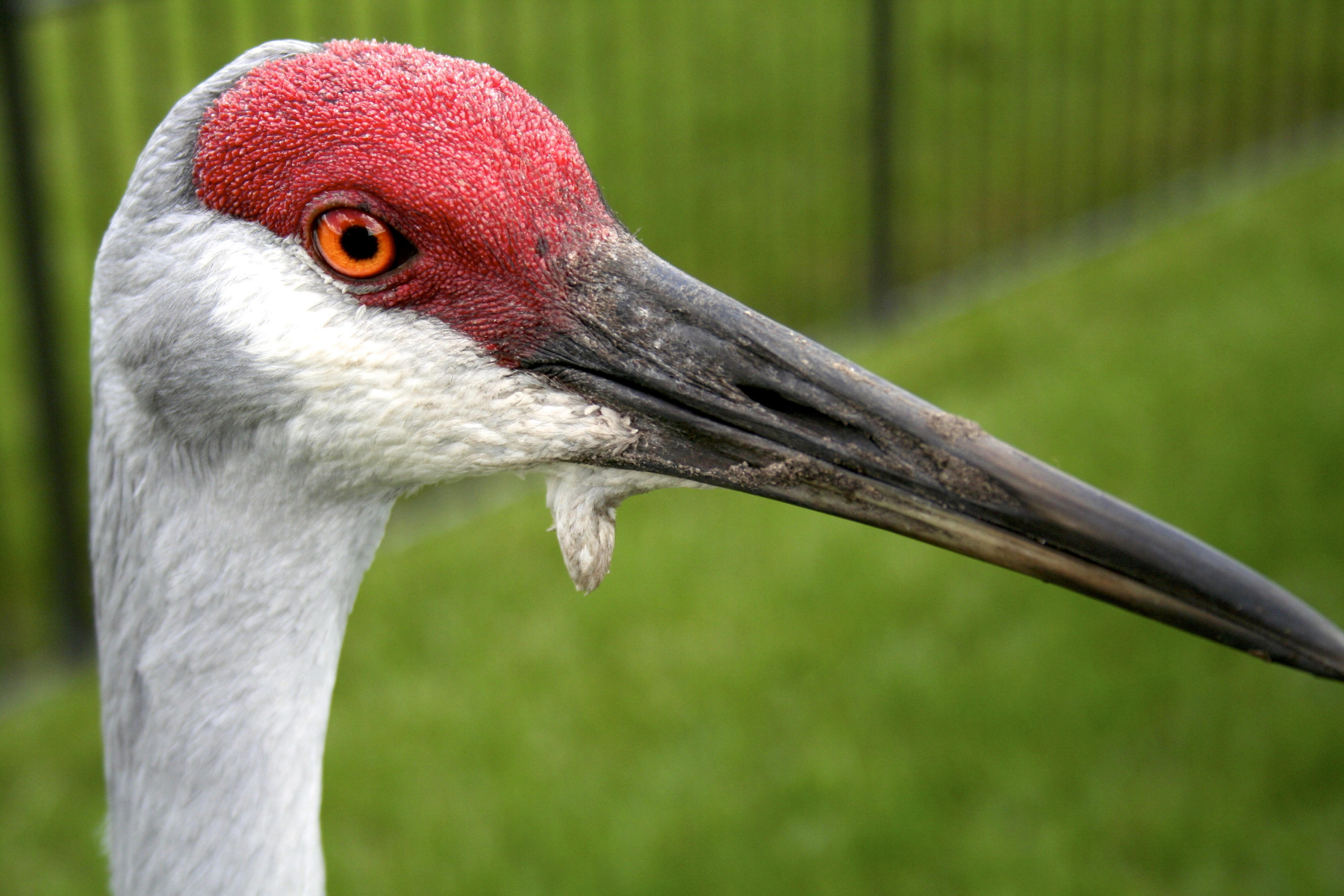 8841 First Tee Road Port St. Lucie, FL 34986 - Photo 110 of 228 213 George The Sandhill Crane