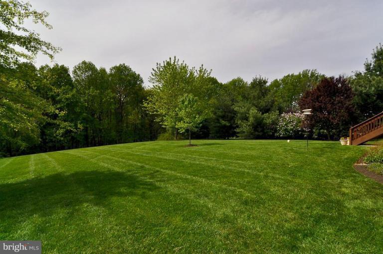 Back yard