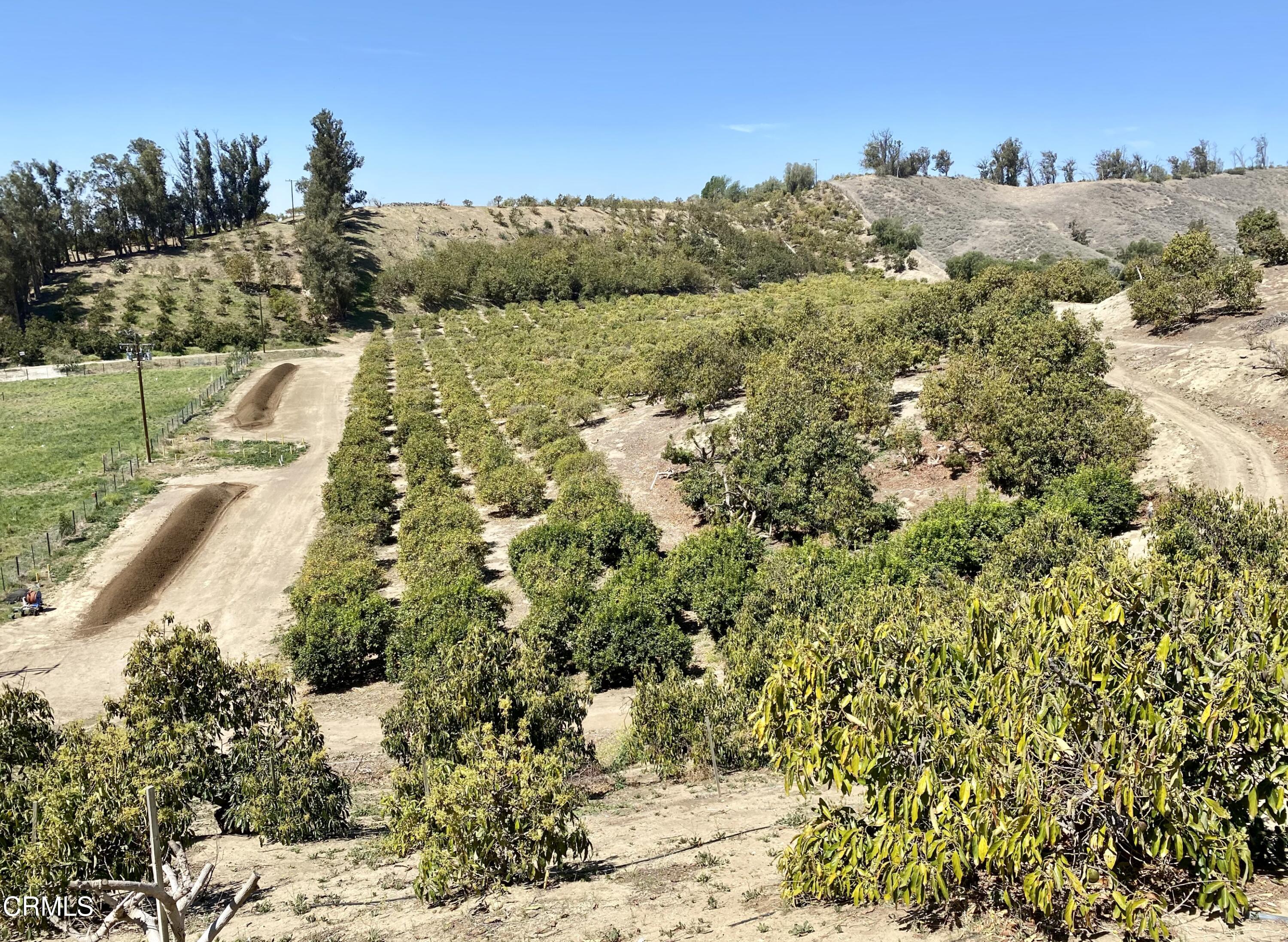 10165 Stockton Road Moorpark, CA 93021 - Photo 3 of 22 a view of a yard with a tree
