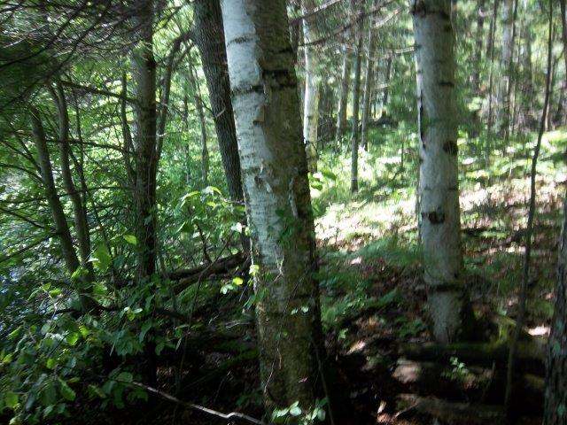On Madeline Lake Road Woodruff, WI 54568 - Photo 6 of 12 Gallery Image 6