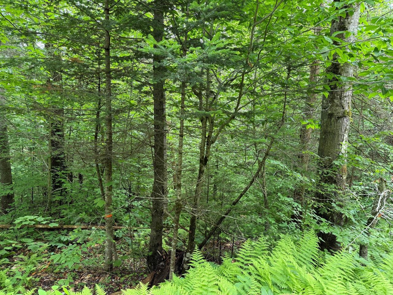 219 Woodbury Mountain Road Calais, VT 05648 - Photo 2 of 2
