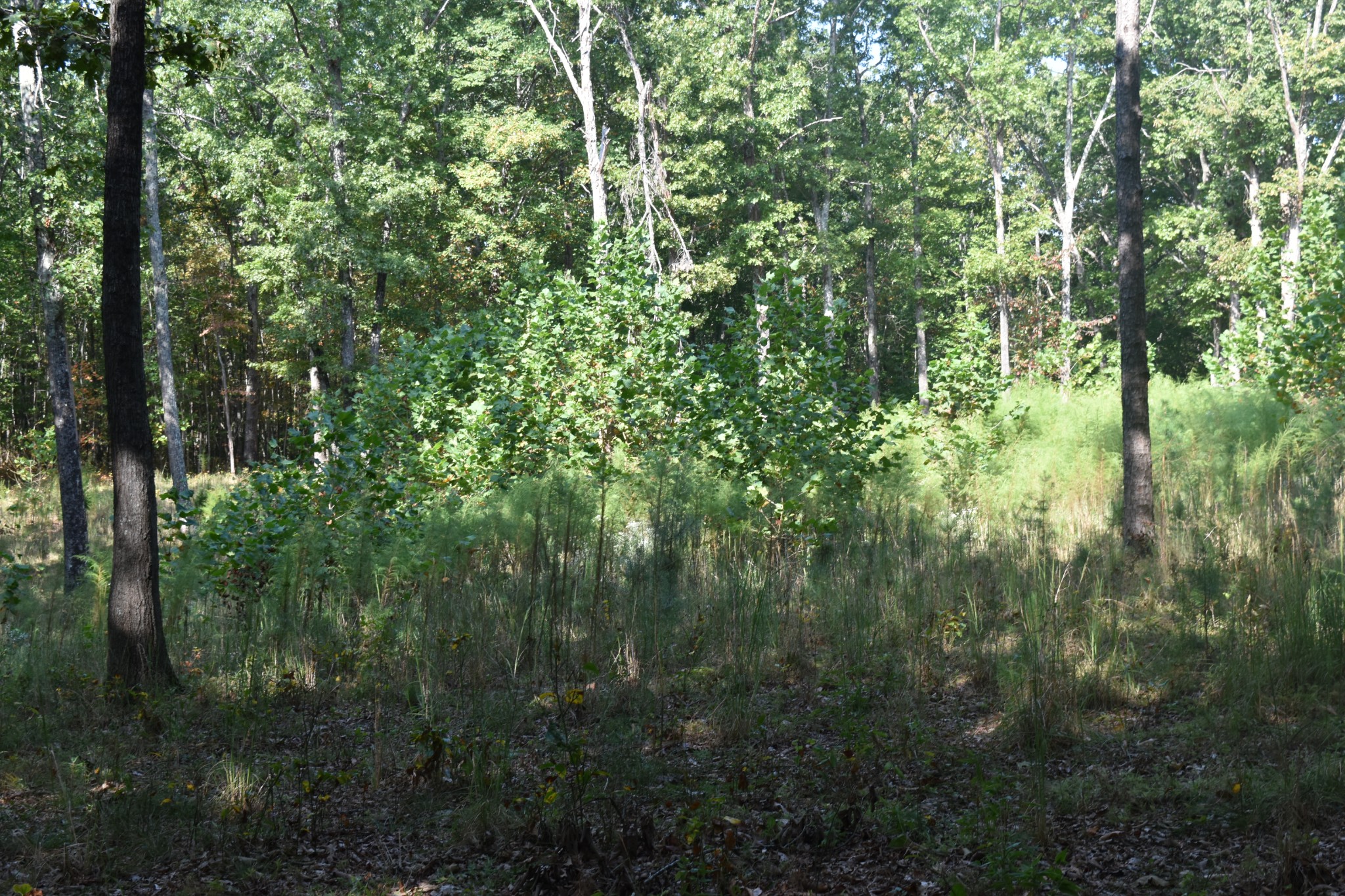 0 Stage Coach Road Sewanee, TN 37375 - Photo 37 of 50 Gallery Image 37