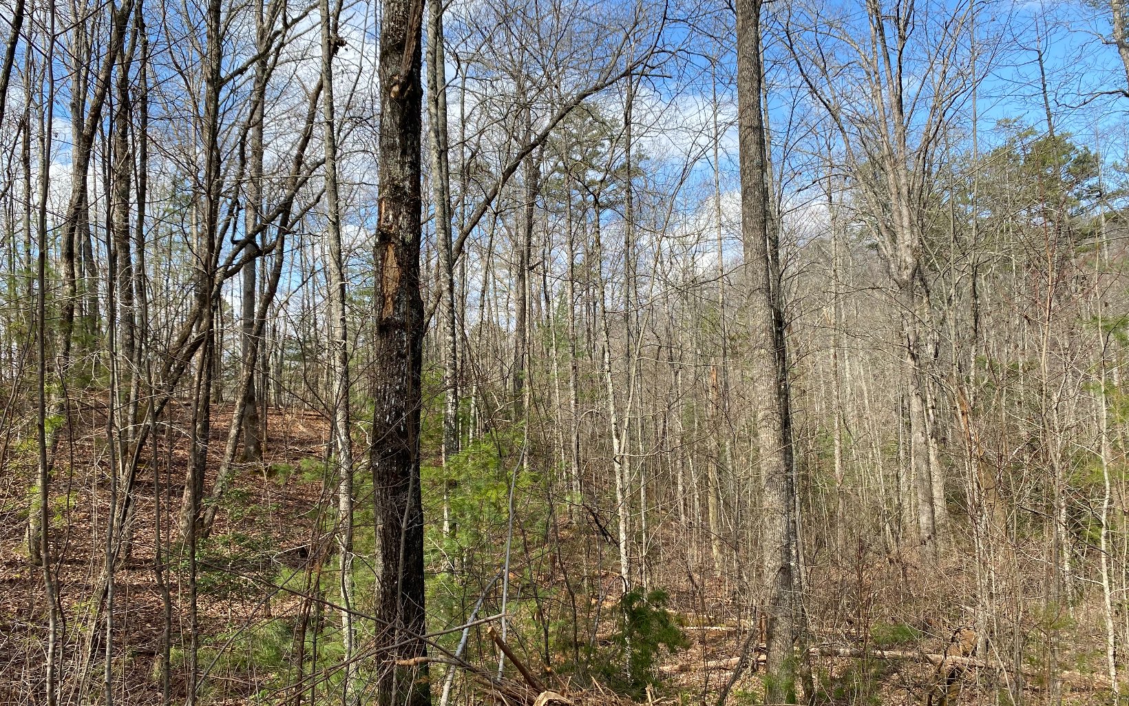 Lot3 Cohutta Overlook Drive Blue Ridge, GA 30513 - Photo 3 of 6 Additional View