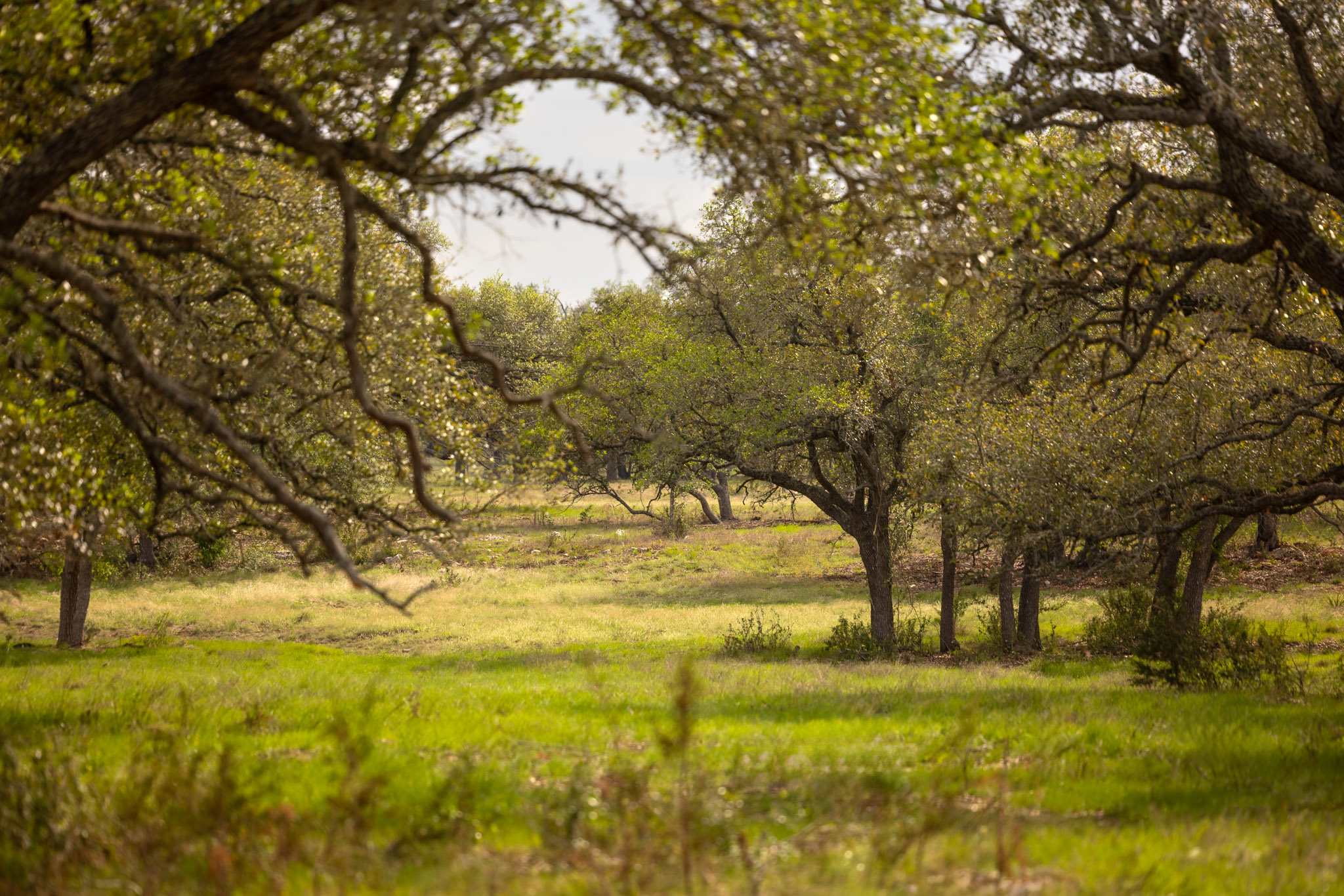 2609 Prochnow Road Dripping Springs, TX 78620 - Photo 11 of 14 Expansive green space featuring a variety of mature trees and natural landscaping