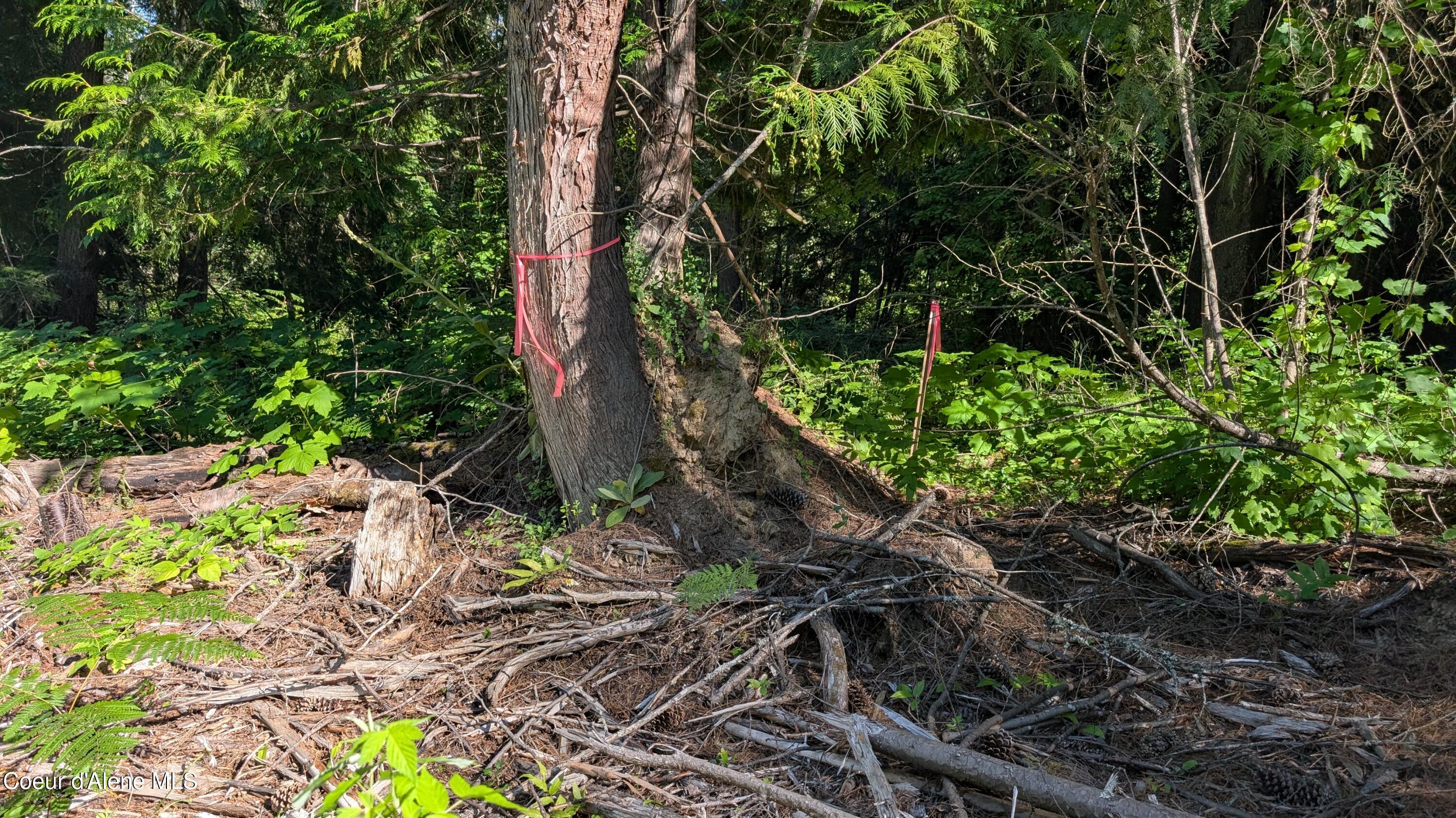 2 Deep Creak Loop Road Bonners Ferry, ID 83805 - Photo 8 of 15 Deep Creek Loop Tract 2 pic 9
