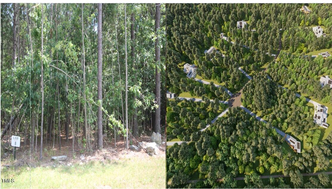 a view of a forest with a tree