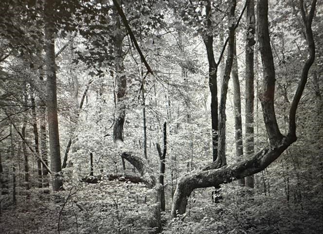 Tbd Tbd Undisclosed Road Pembroke, VA 24136 - Photo 1 of 20 Gallery Image 1