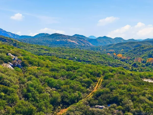 a view of a forest with a mountain