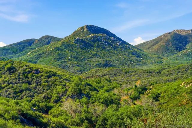 a view of a lush green forest