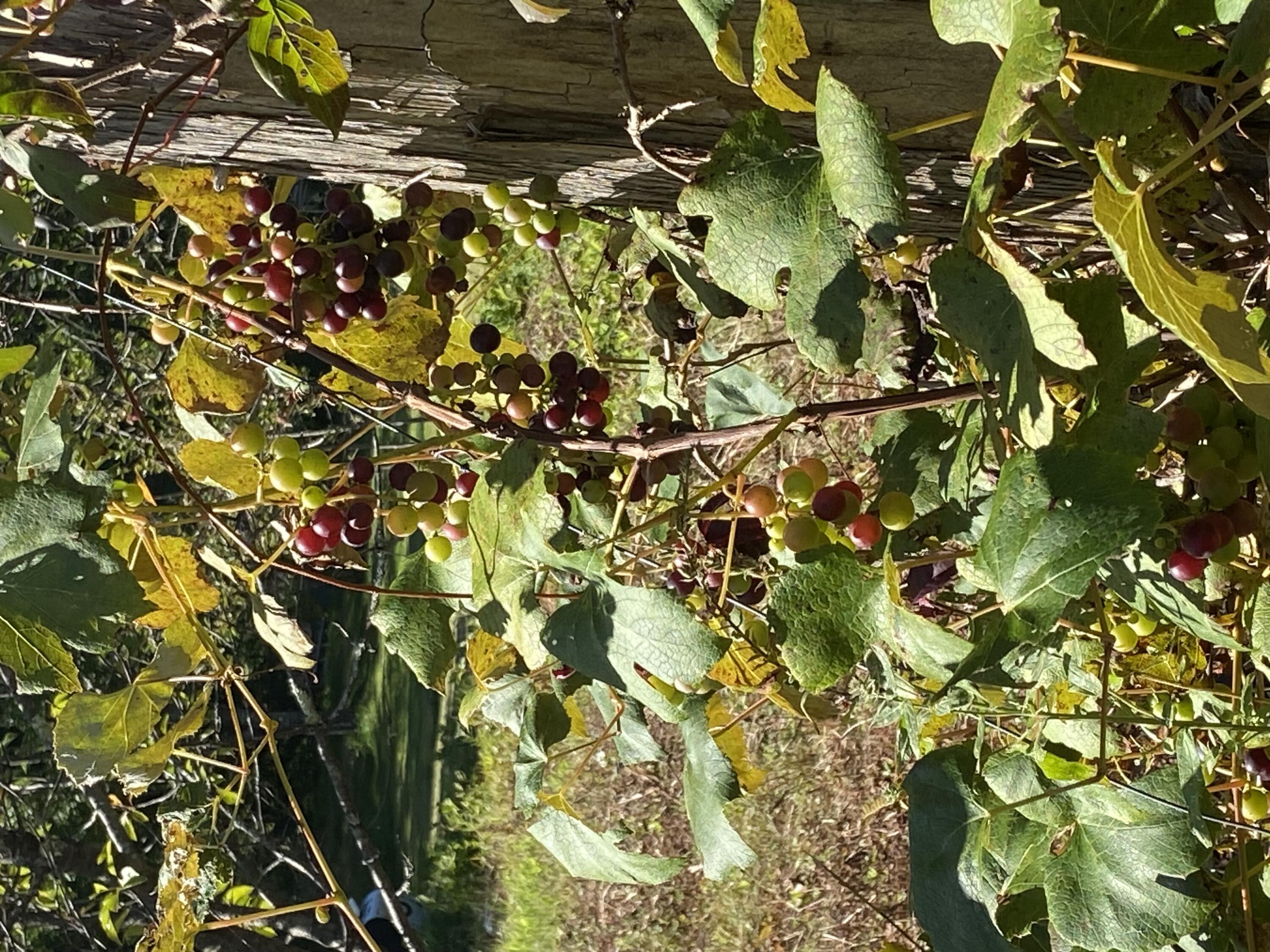 88 Tillson Road Monmouth, ME 04259 - Photo 40 of 41 grapes