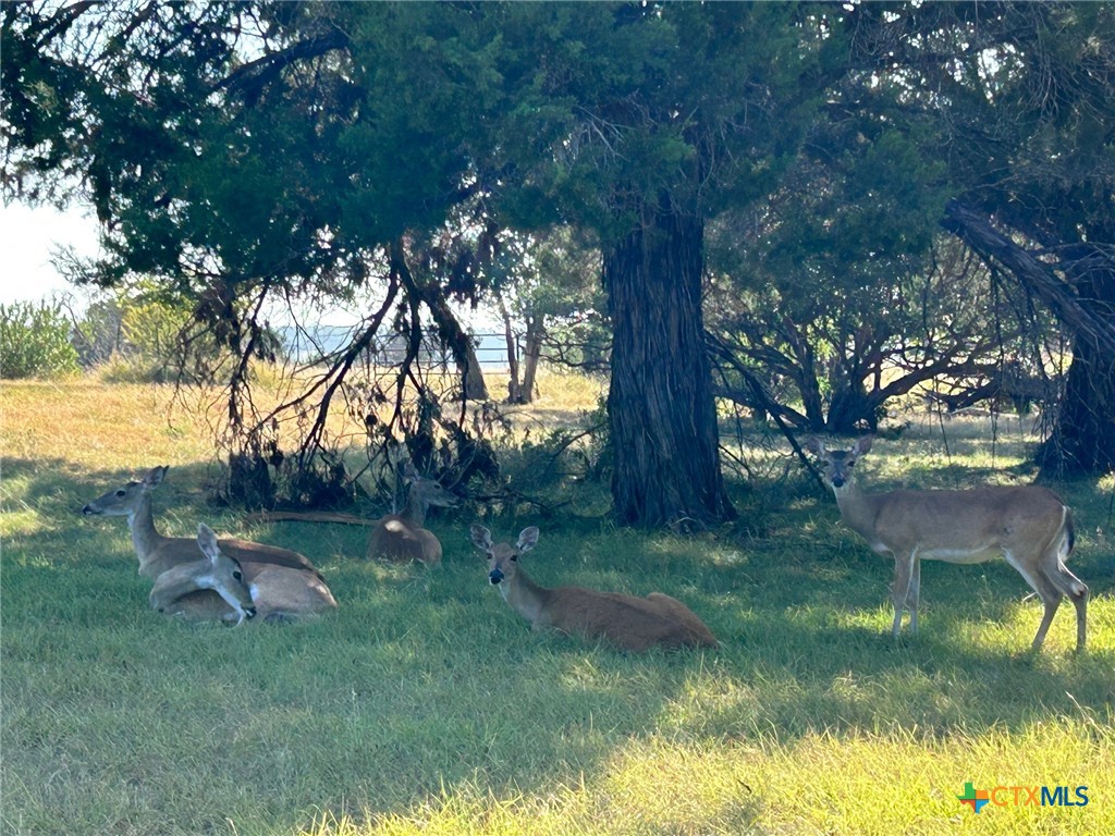 2220 Tye Valley Road Harker Heights, TX 76548 - Photo 9 of 11 a backyard of a house with lots of green space and fountain