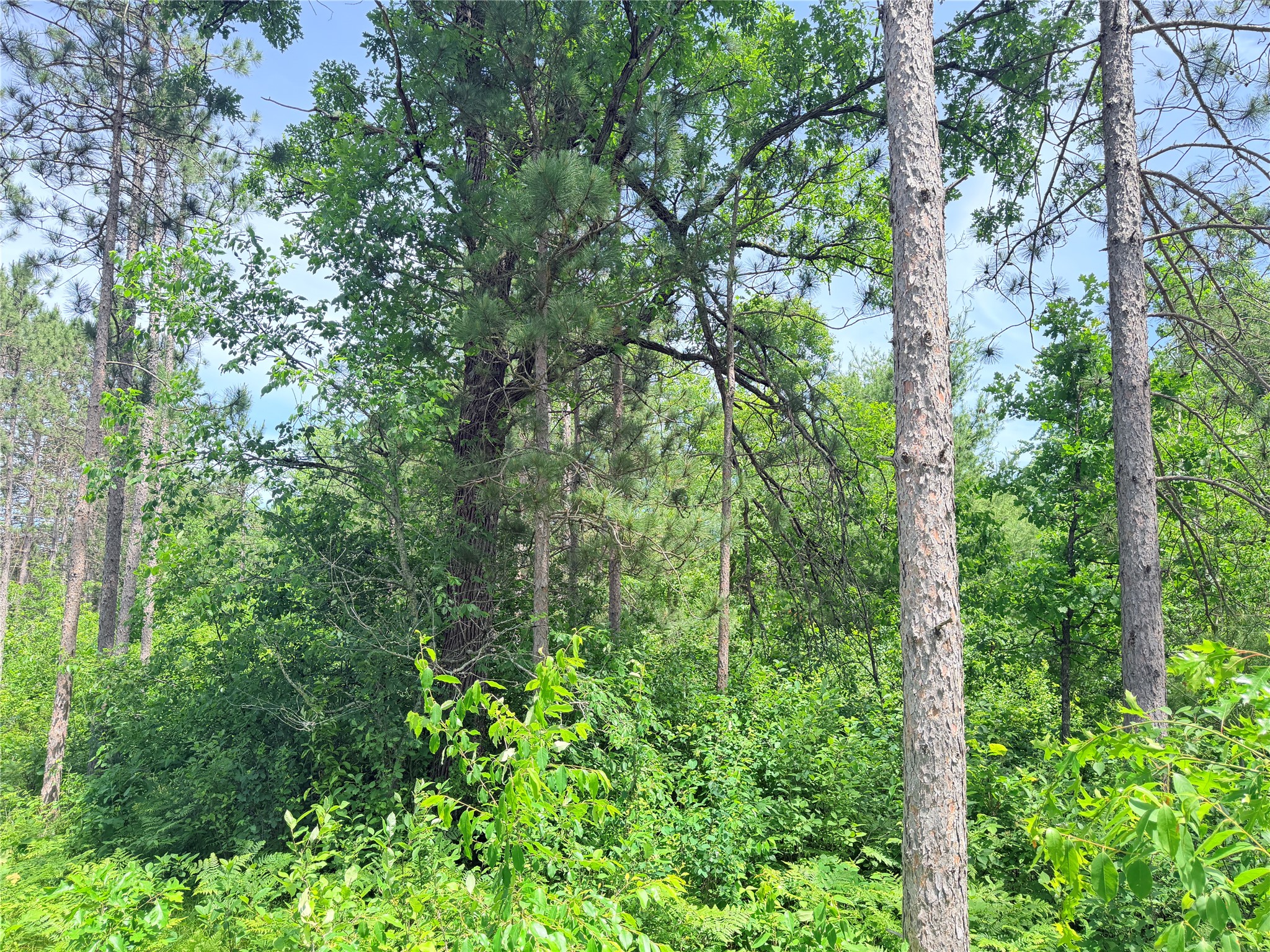 0 Boat Landing Road Ladysmith, WI 54848 - Photo 12 of 22