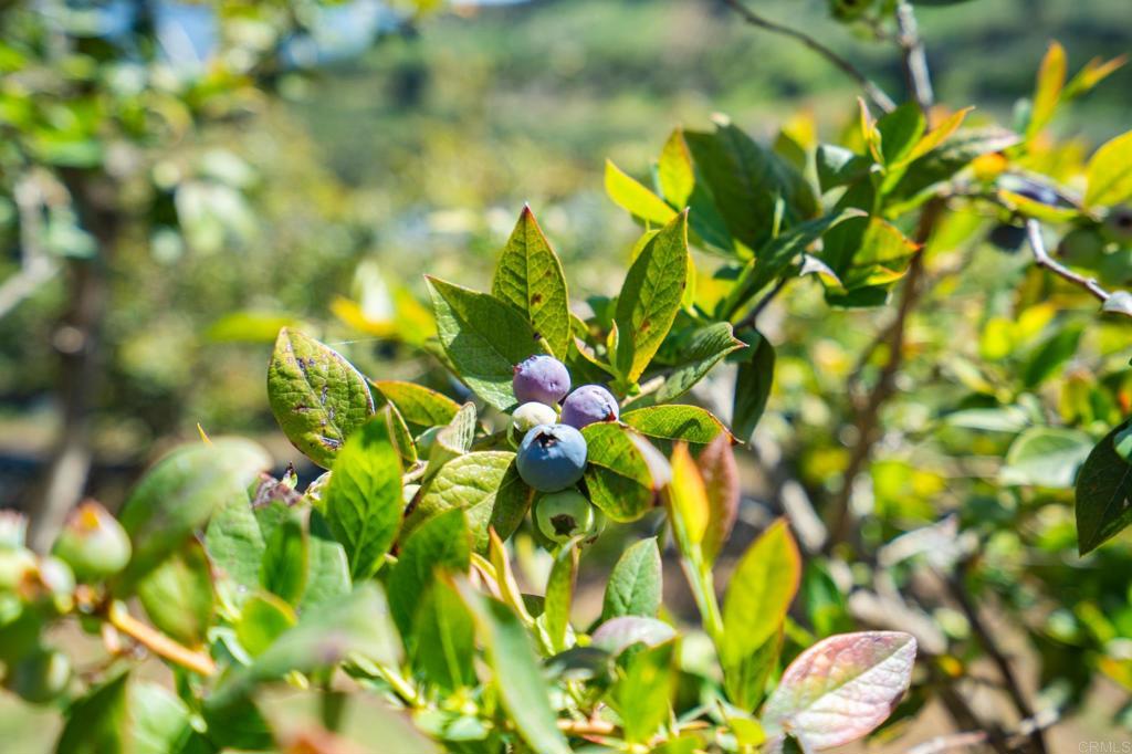 Undisclosed Address Valley Center, CA 92082 - Photo 40 of 60 a view of a tree