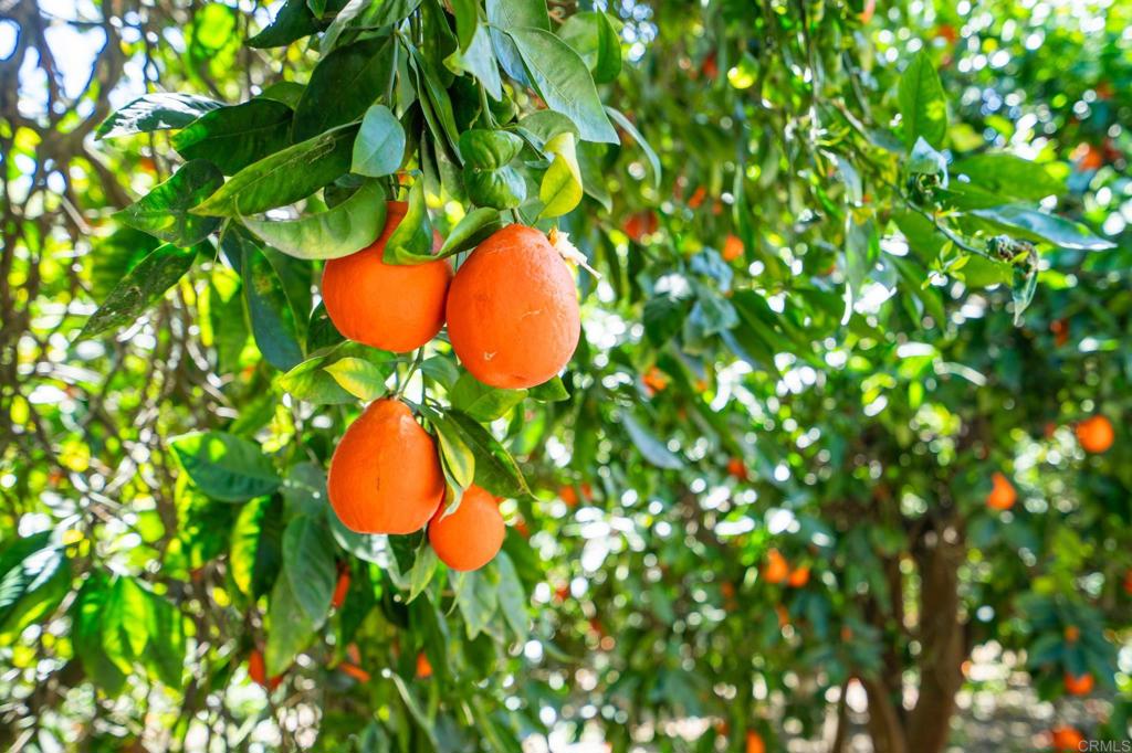 Undisclosed Address Valley Center, CA 92082 - Photo 56 of 60