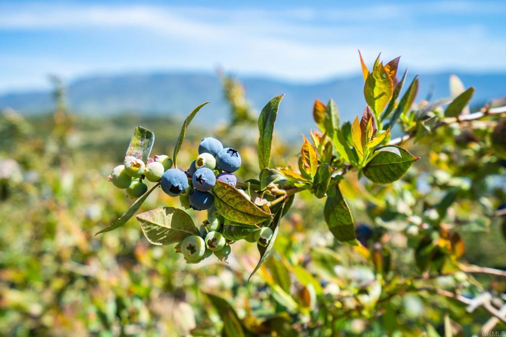Undisclosed Address Valley Center, CA 92082 - Photo 6 of 60 a view of a tree with a plant