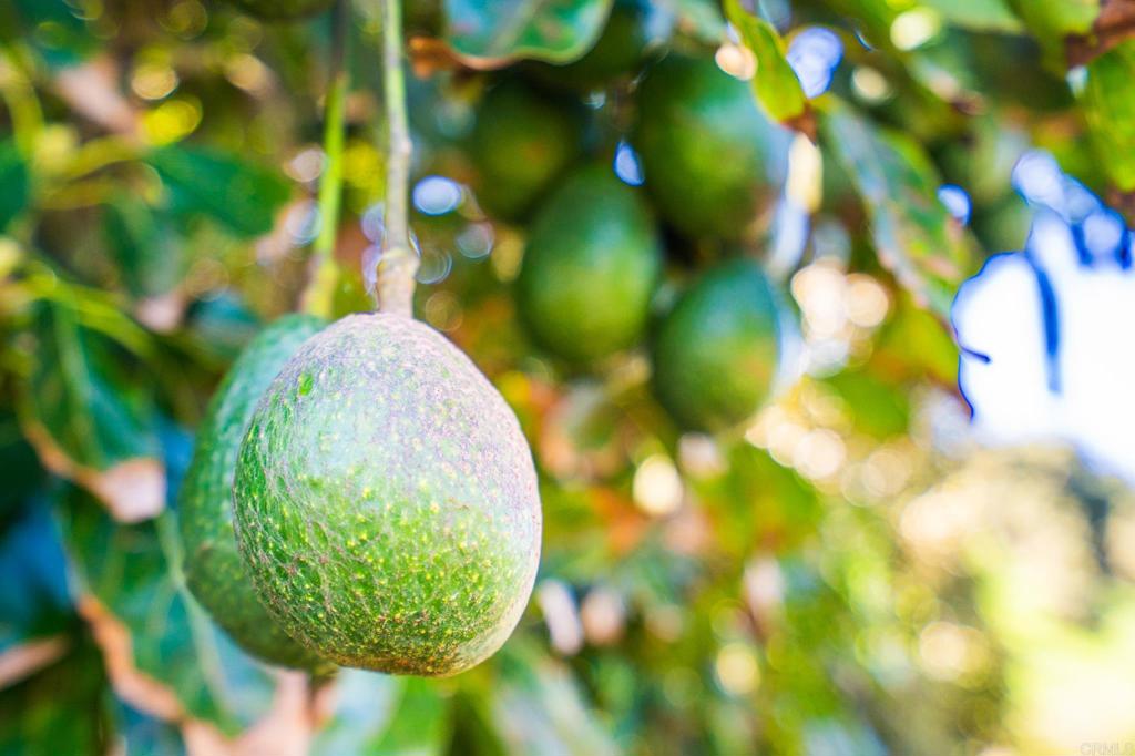 Undisclosed Address Valley Center, CA 92082 - Photo 8 of 60 a view of a tree