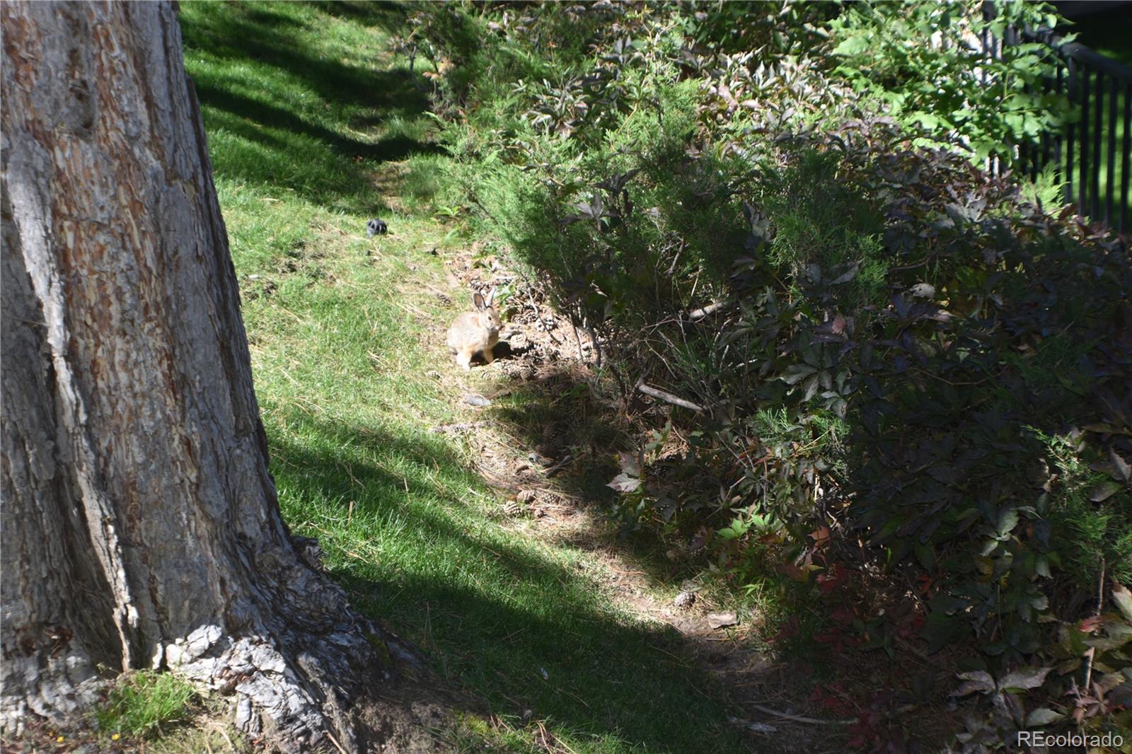4075 Autumn Heights Drive, Unit F Colorado Springs, CO 80906 - Photo 44 of 44 a view of a garden