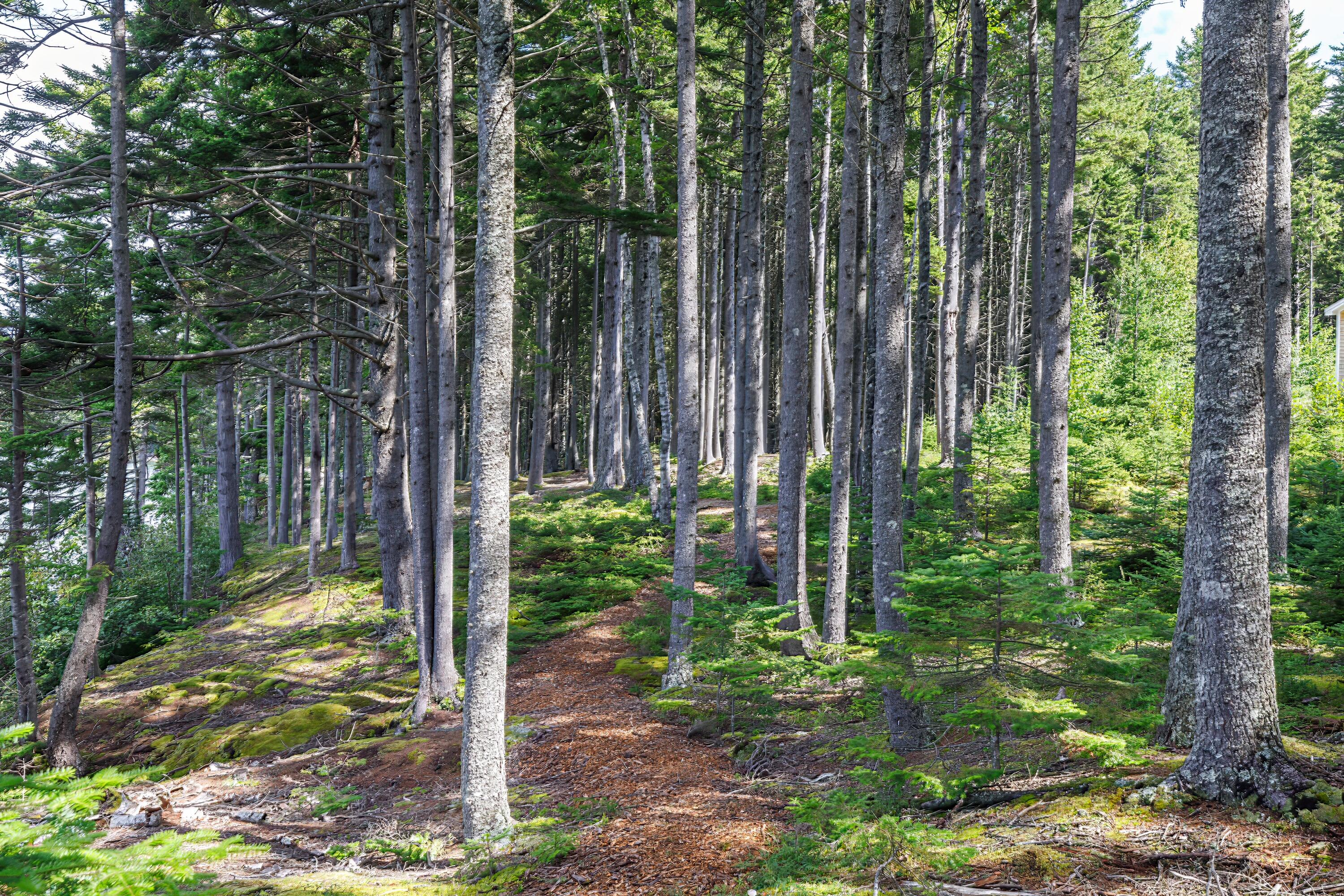 126 Holway Point Road Machias, ME 04654 - Photo 8 of 104 73-126 Holway Point HiRes-DTP
