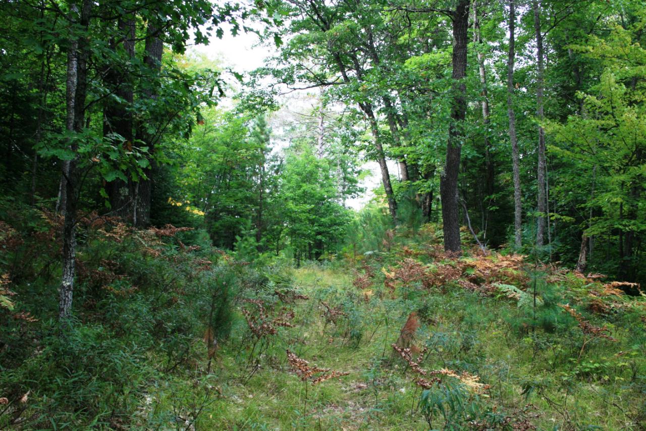 On Crystal Lake Road, Unit PARCEL 3 Land O'Lakes, WI 54540 - Photo 12 of 12 Gallery Image 12