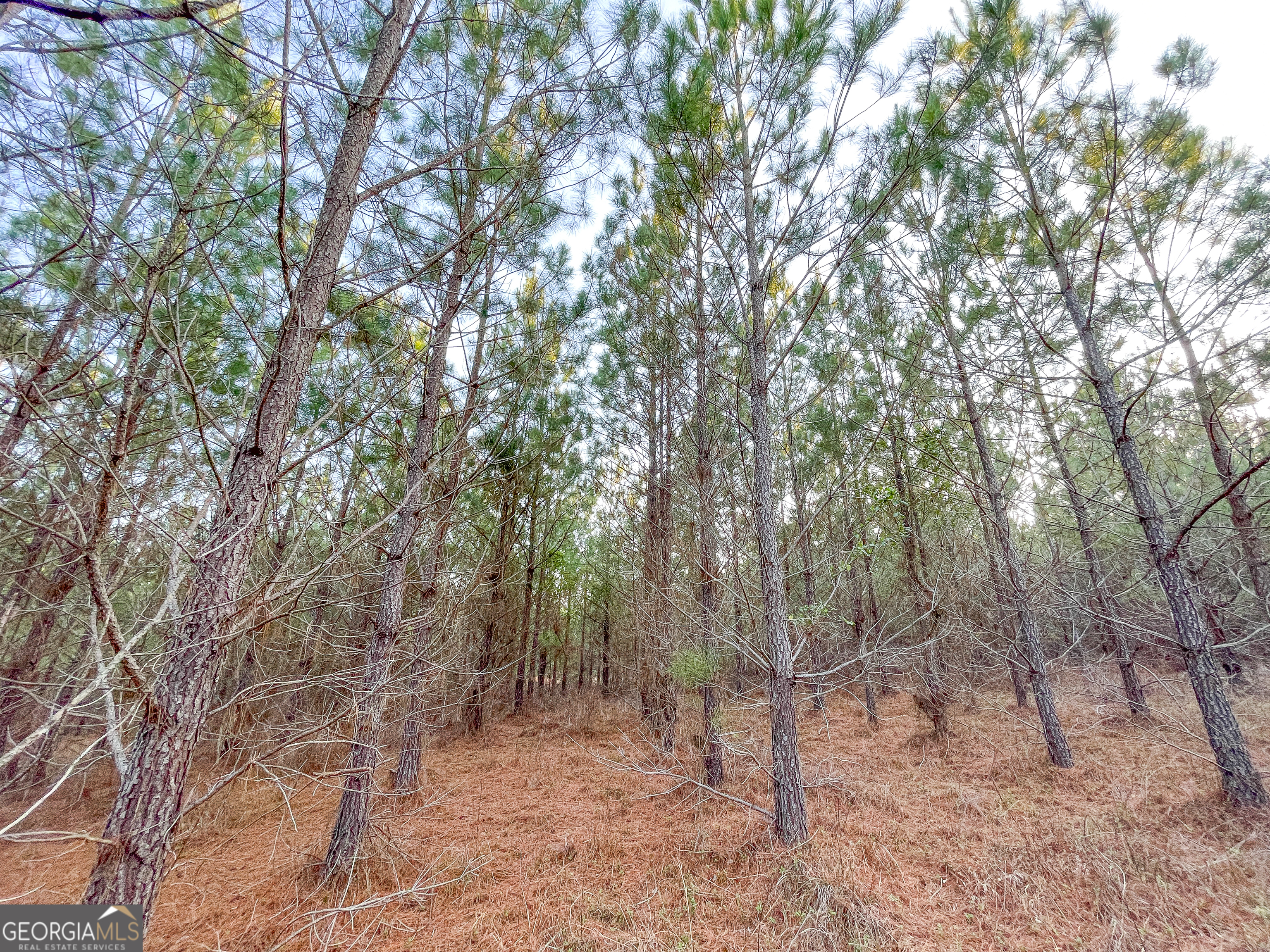 91 Acres On Fosters Mill Rd (ga Hwy 100) Cave Spring, GA 30124 - Photo 13 of 26 a view of a forest with trees in the background