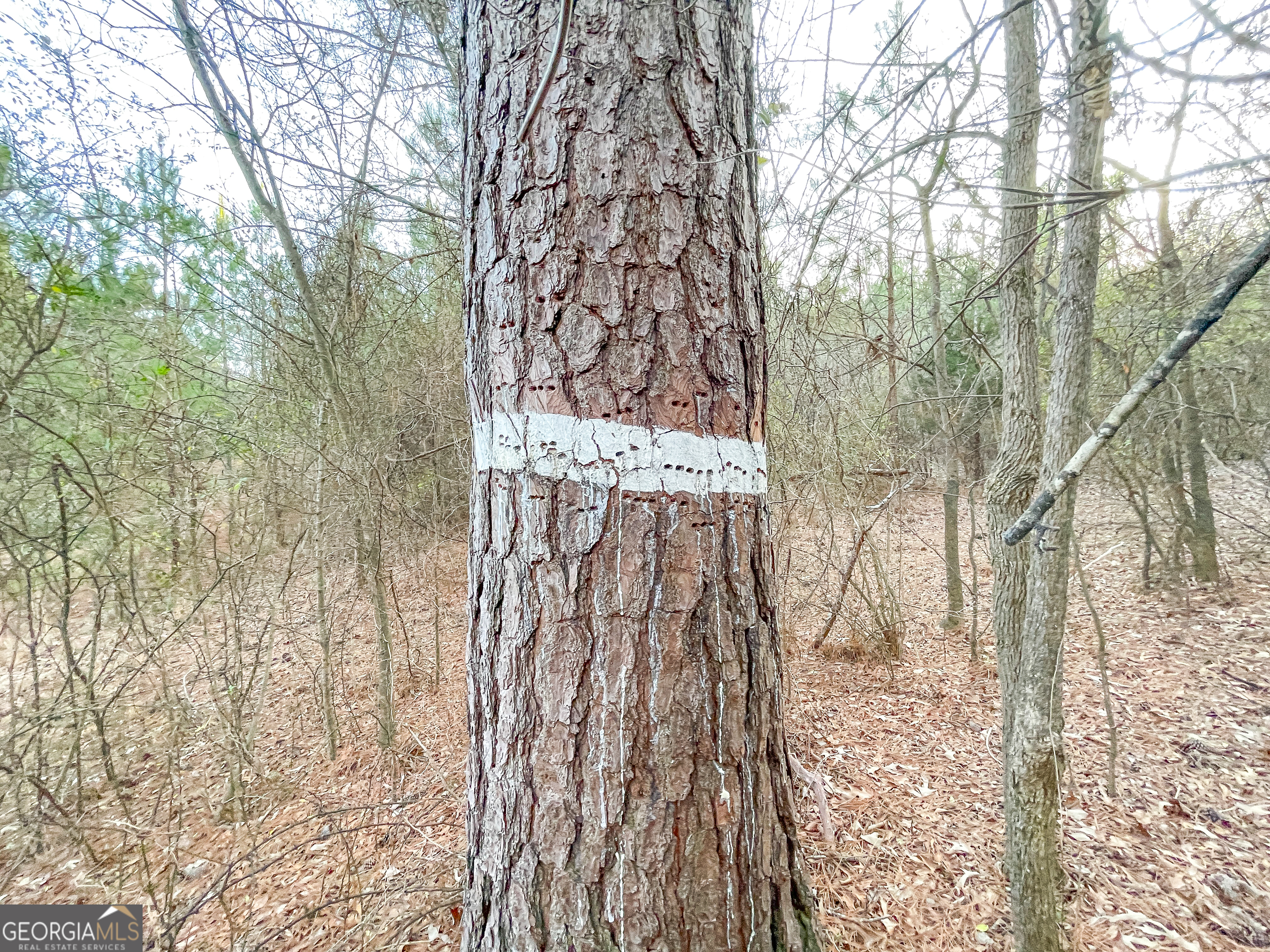 91 Acres On Fosters Mill Rd (ga Hwy 100) Cave Spring, GA 30124 - Photo 15 of 26
