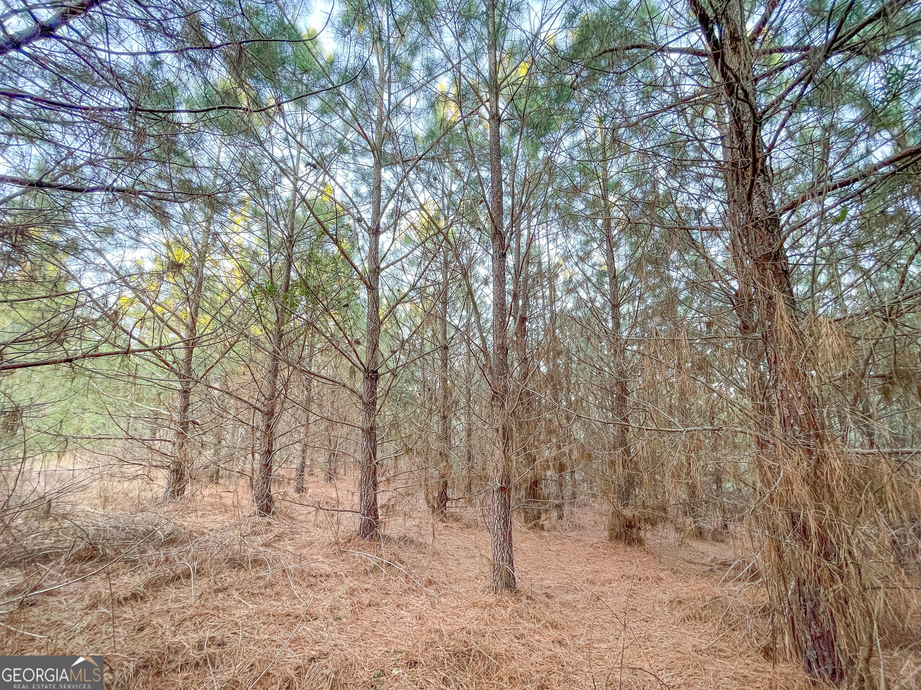 91 Acres On Fosters Mill Rd (ga Hwy 100) Cave Spring, GA 30124 - Photo 23 of 26