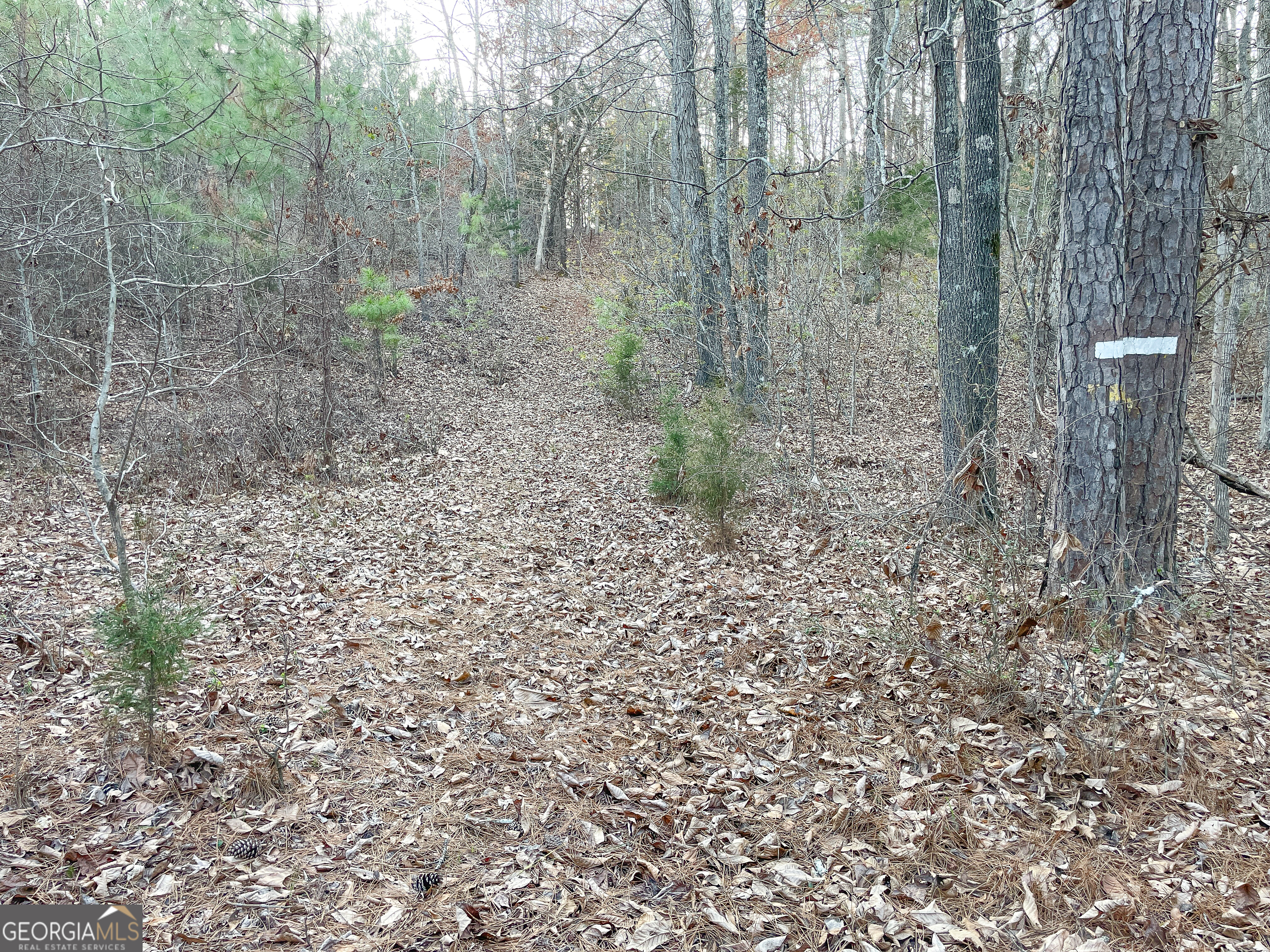 91 Acres On Fosters Mill Rd (ga Hwy 100) Cave Spring, GA 30124 - Photo 24 of 26 a view of a dry yard with trees in the background