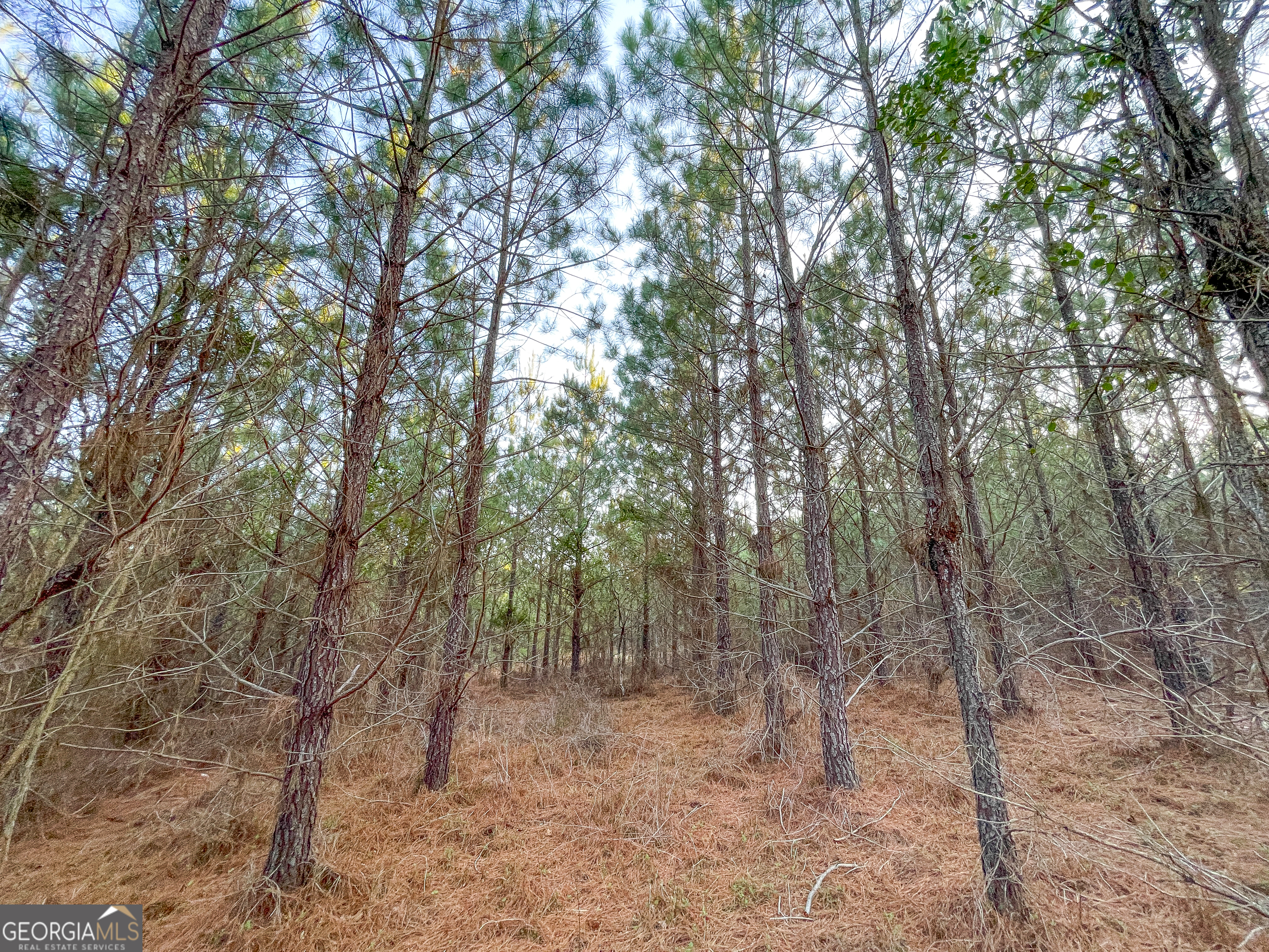 91 Acres On Fosters Mill Rd (ga Hwy 100) Cave Spring, GA 30124 - Photo 3 of 26 a view of a forest with trees in the background