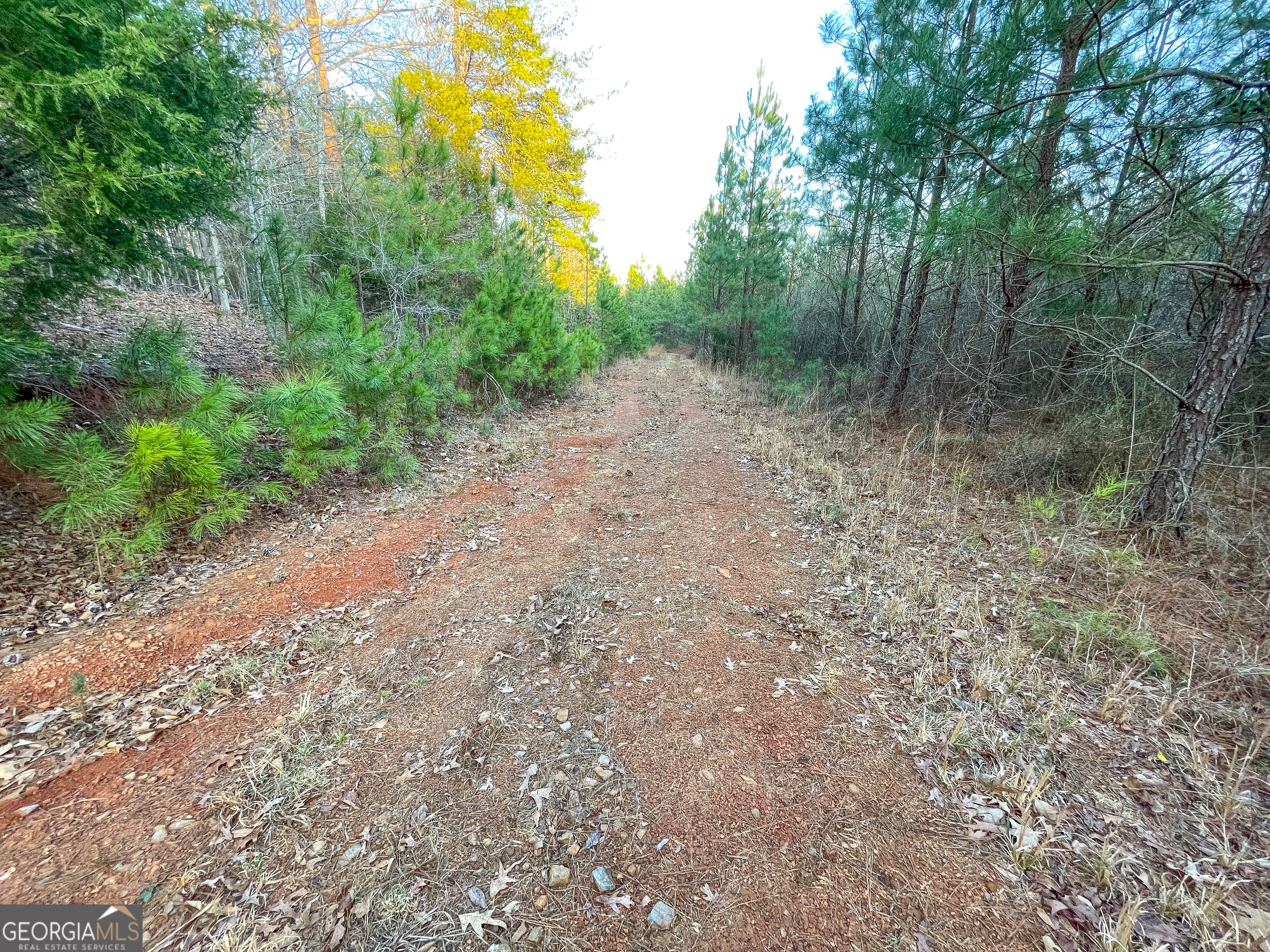 91 Acres On Fosters Mill Rd (ga Hwy 100) Cave Spring, GA 30124 - Photo 7 of 26 a view of a forest with trees in the background