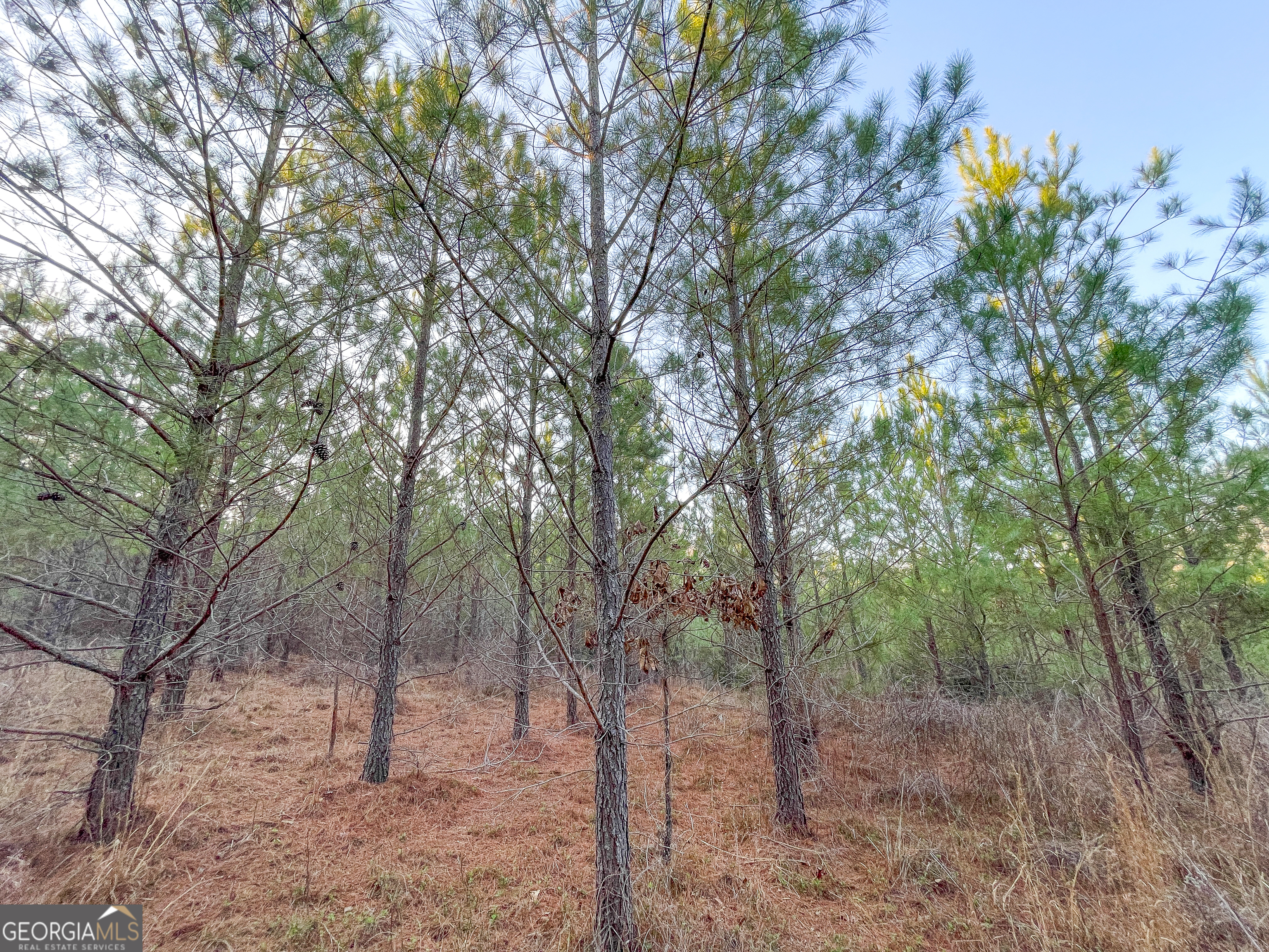 91 Acres On Fosters Mill Rd (ga Hwy 100) Cave Spring, GA 30124 - Photo 9 of 26 a view of a forest filled with trees