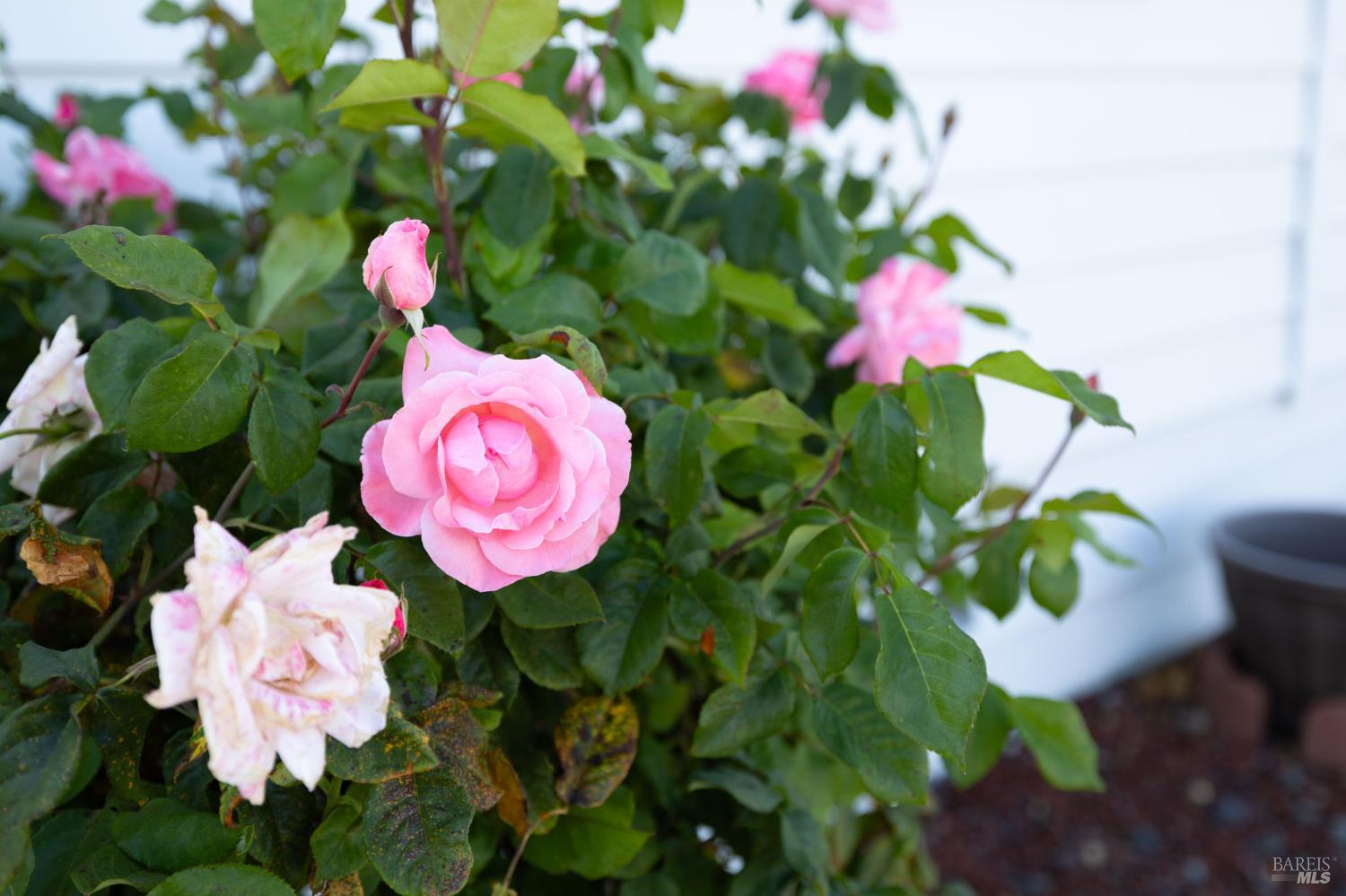 92 Anacapa Drive Santa Rosa, CA 95403 - Photo 36 of 46 a view of a flower