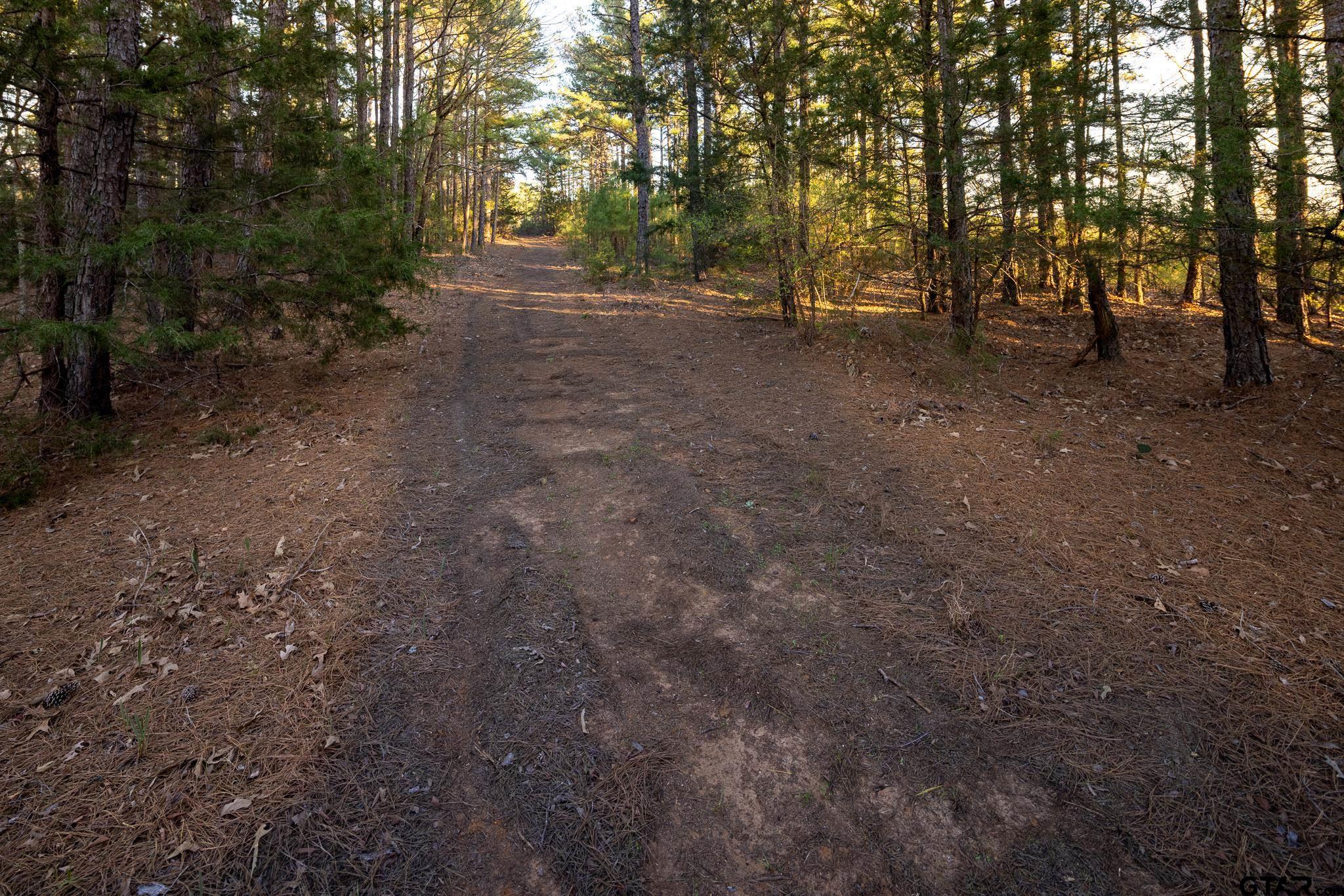 10733 County Road 4150 Tyler, TX 75704 - Photo 4 of 48 a view of a forest with trees in the background