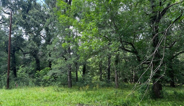Tbd Tbd Francies Shepherd, TX 77371 - Photo 2 of 11 a view of a lush green forest with lots of trees