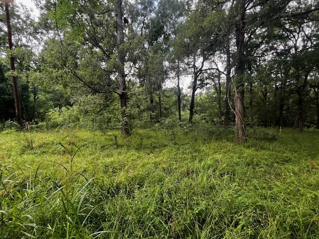 Tbd Tbd Francies Shepherd, TX 77371 - Photo 3 of 11 a view of a lush green forest
