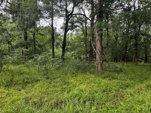 Tbd Tbd Francies Shepherd, TX 77371 - Photo 4 of 11 a big yard with lots of green space and deers