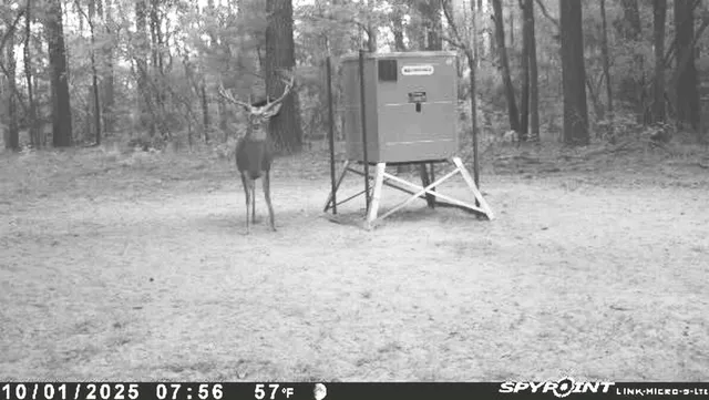 a view of a forest with trees