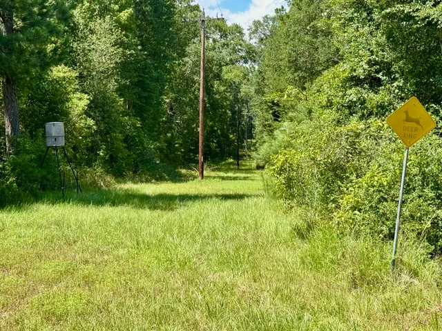 a view of a trees in a yard