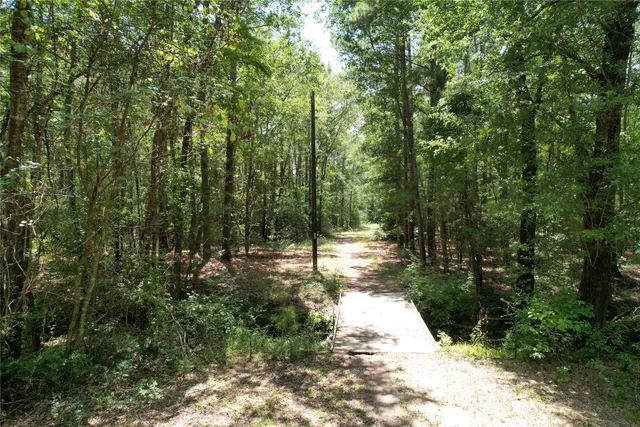 a view of a tree with lots of trees