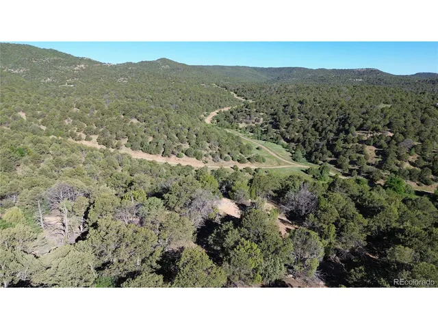 a black and white photo of a green forest