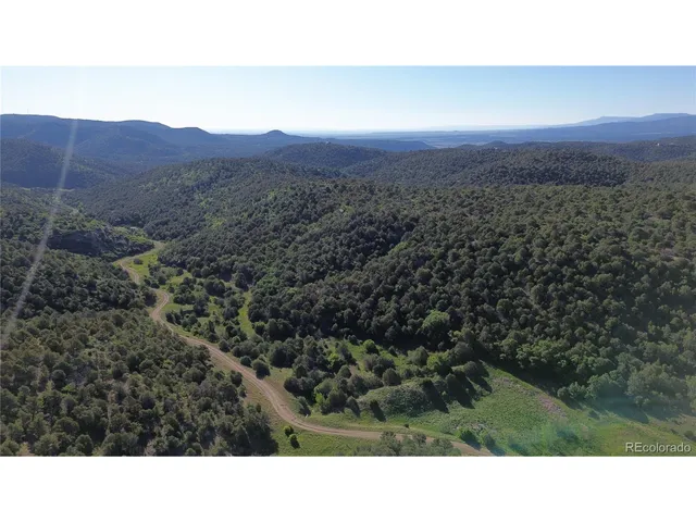 a black and white photo of a forest