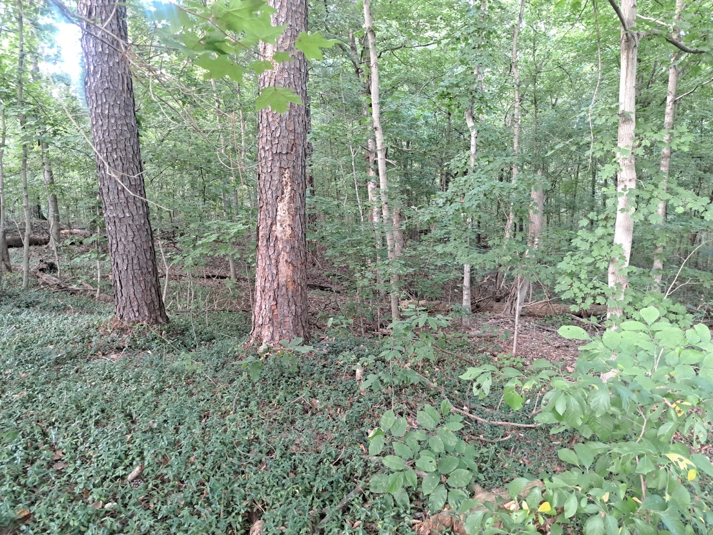 3952-4013 Devils Fork Road Carbondale, IL 62902 - Photo 2 of 9 Gallery Image 2