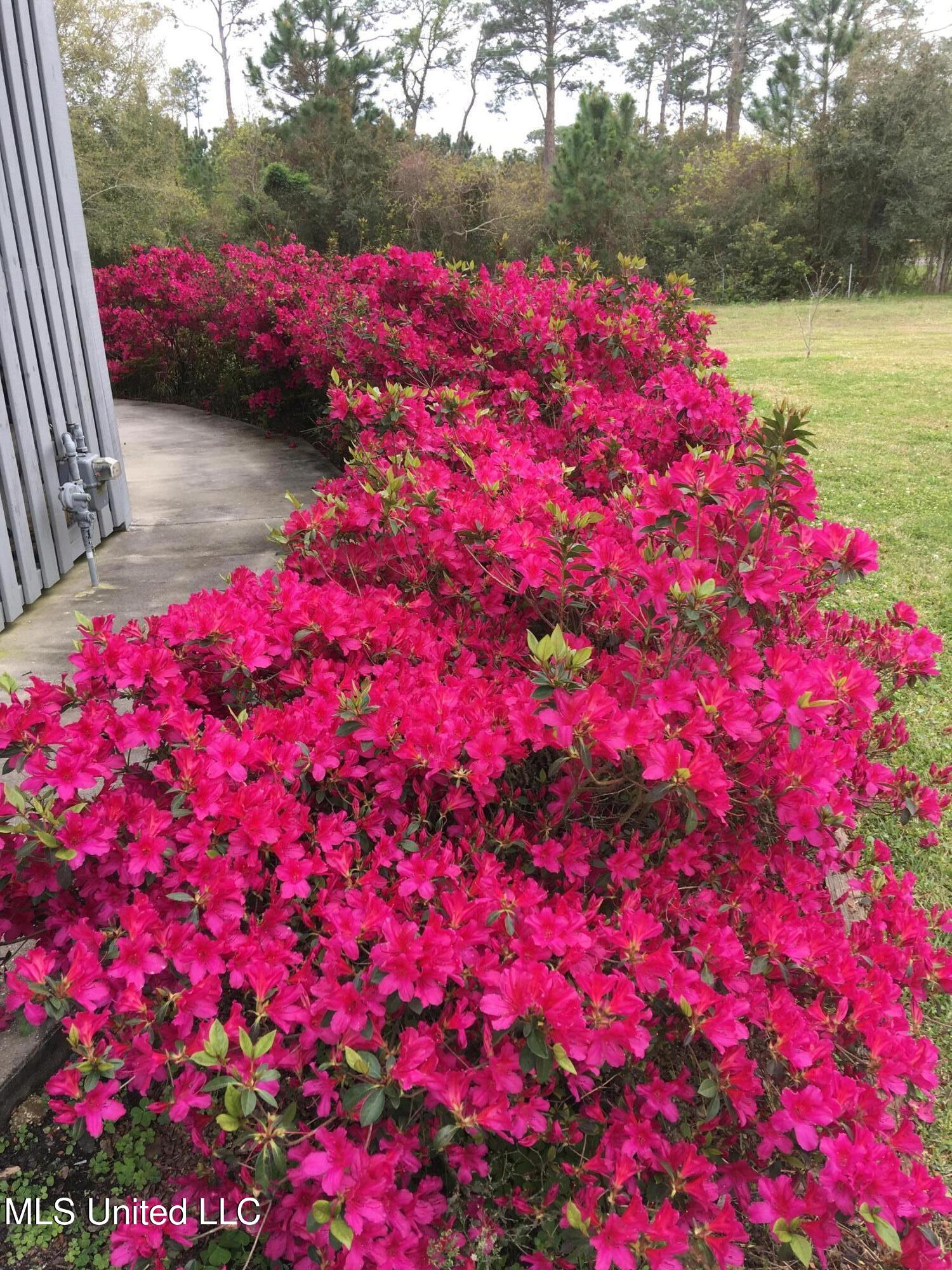 309 Lemoyne Road Pass Christian, MS 39571 - Photo 20 of 32 Azaleas in full bloom
