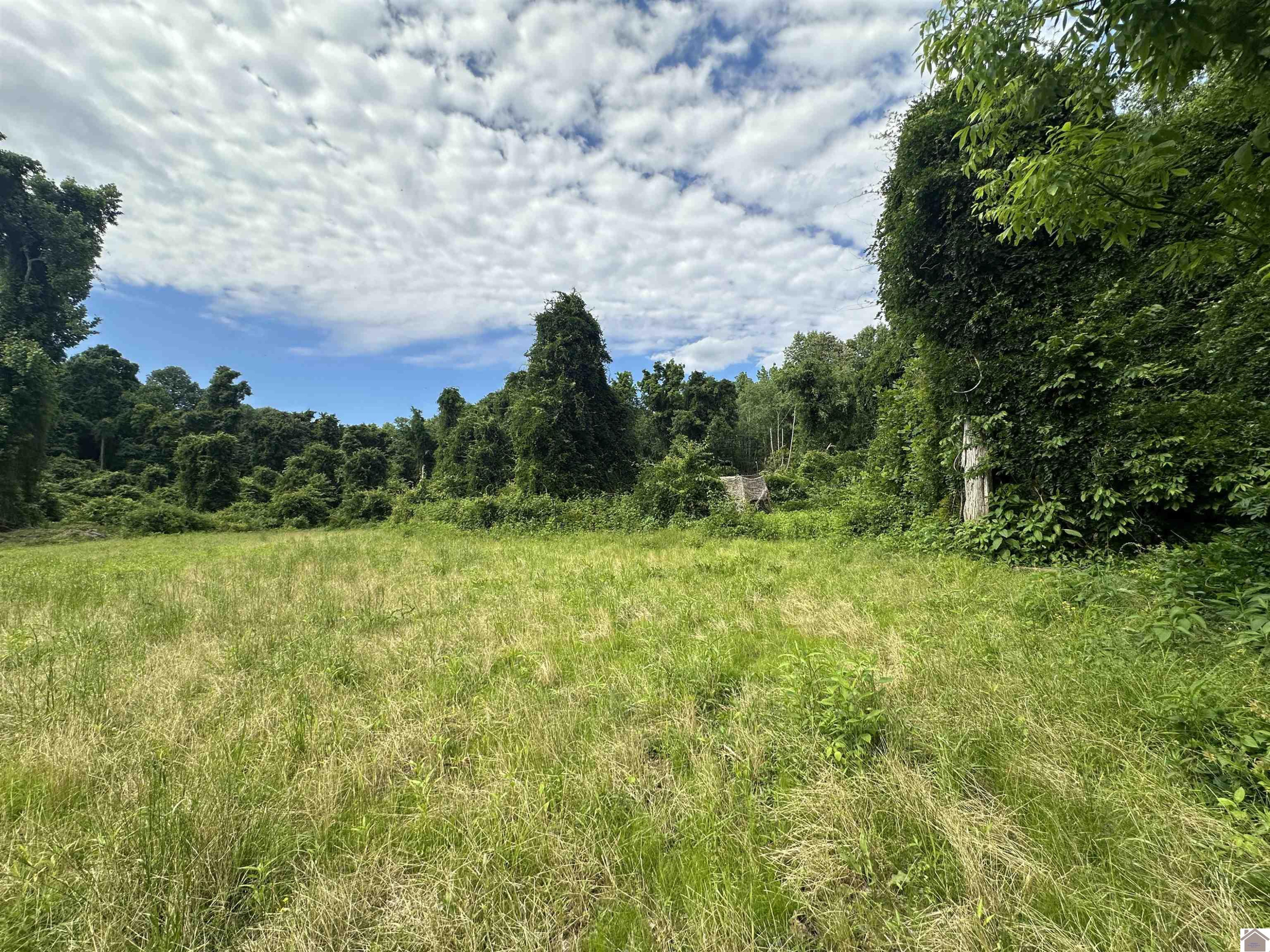 1 Timber Ridge Drive Paducah, KY 42001 - Photo 11 of 32 Food plot area