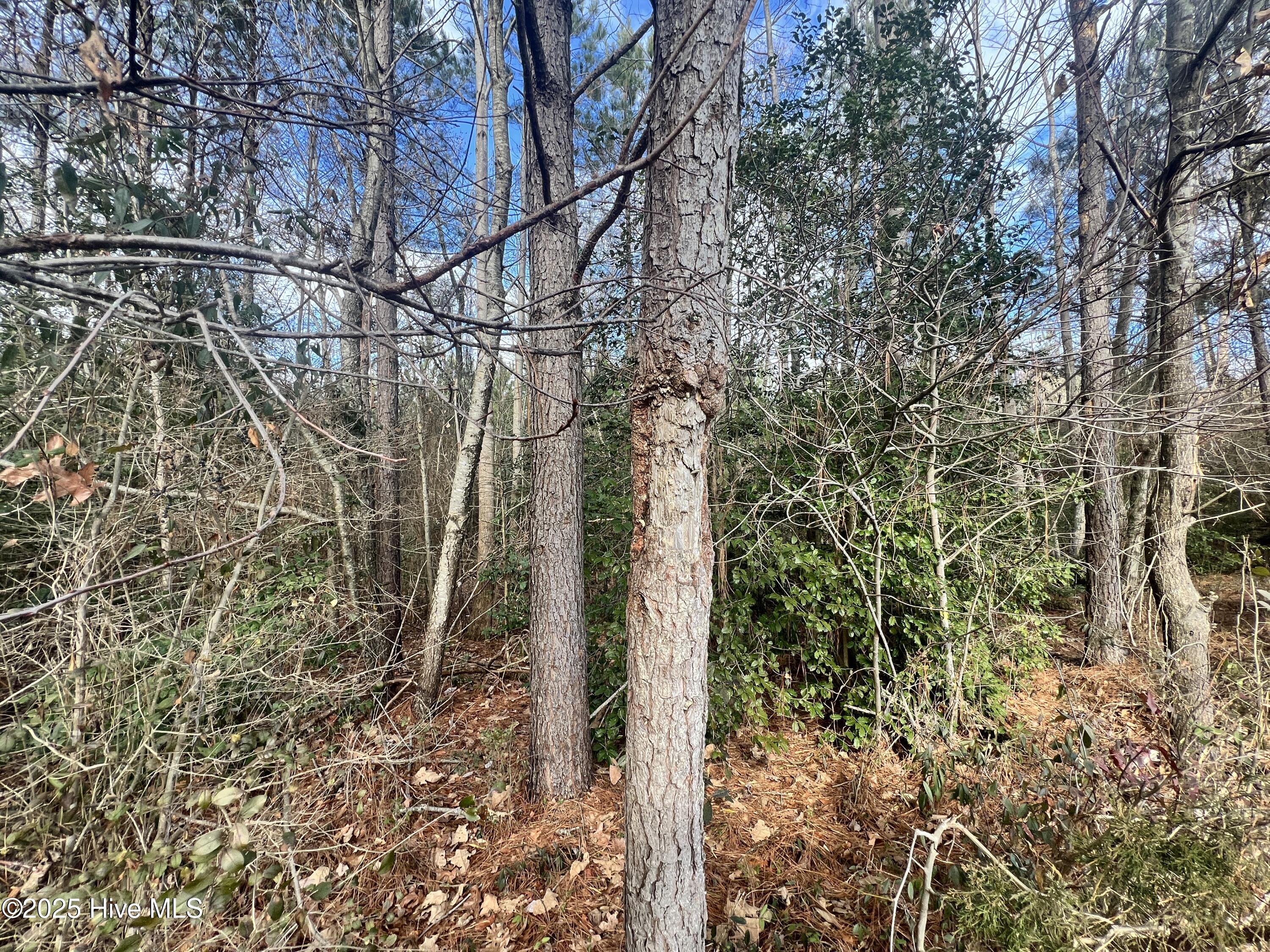 0 Daniels Road Corapeake, NC 27926 - Photo 14 of 46 12