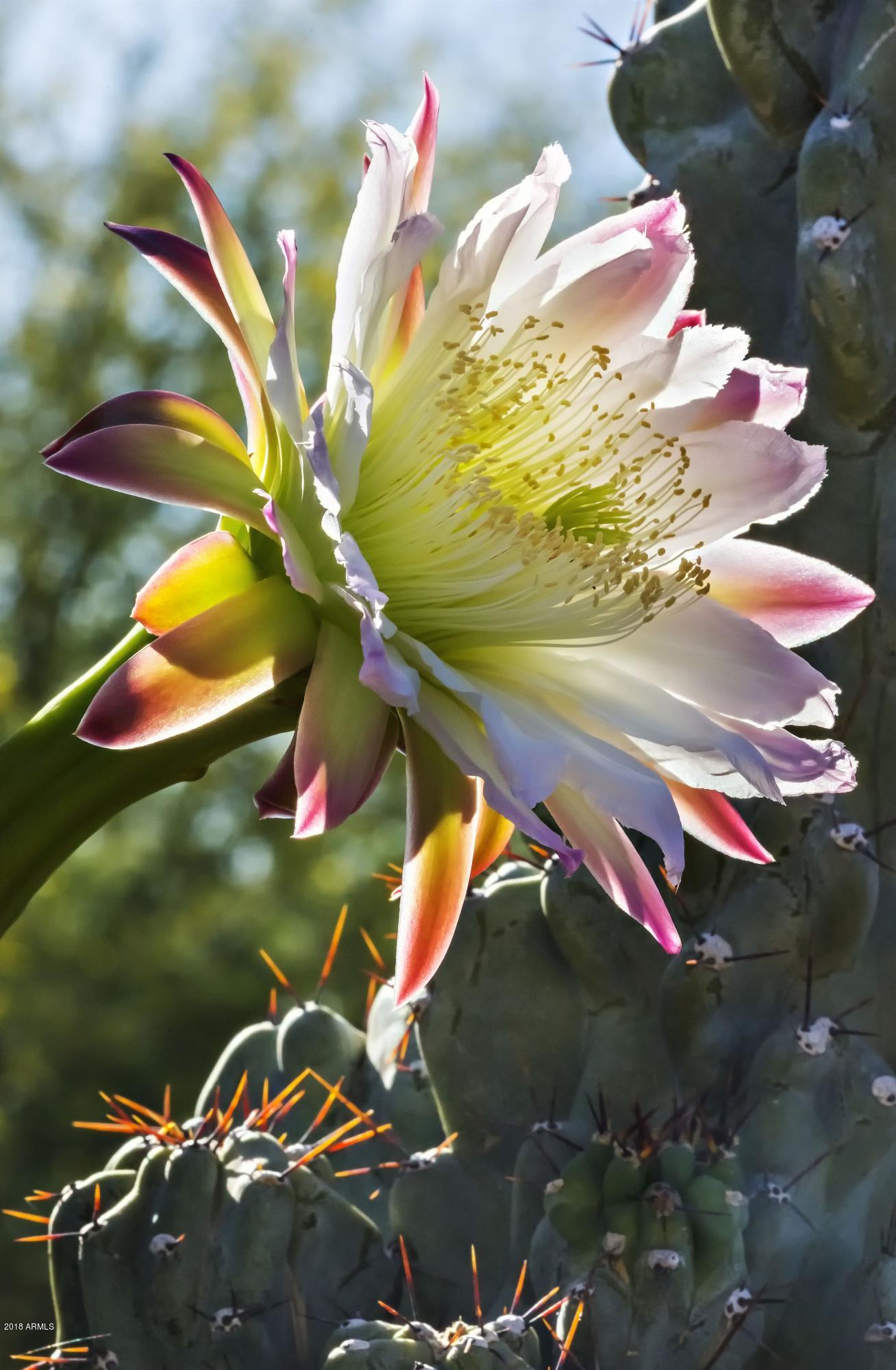 10285 East Joy Ranch Road Scottsdale, AZ 85262 - Photo 68 of 87 019_Desert Blooms