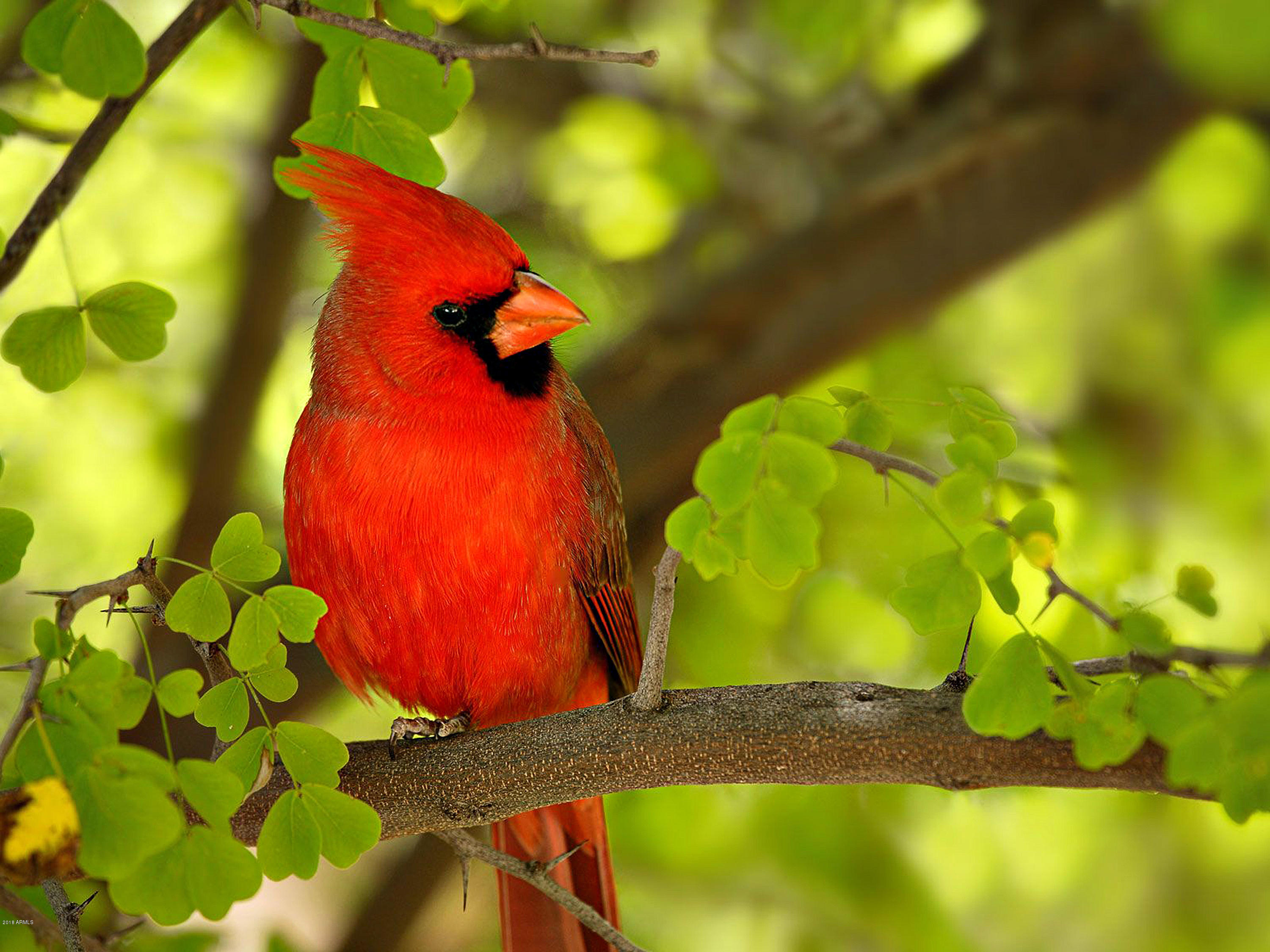 10285 East Joy Ranch Road Scottsdale, AZ 85262 - Photo 69 of 87 020_Arizona Red Cardinal