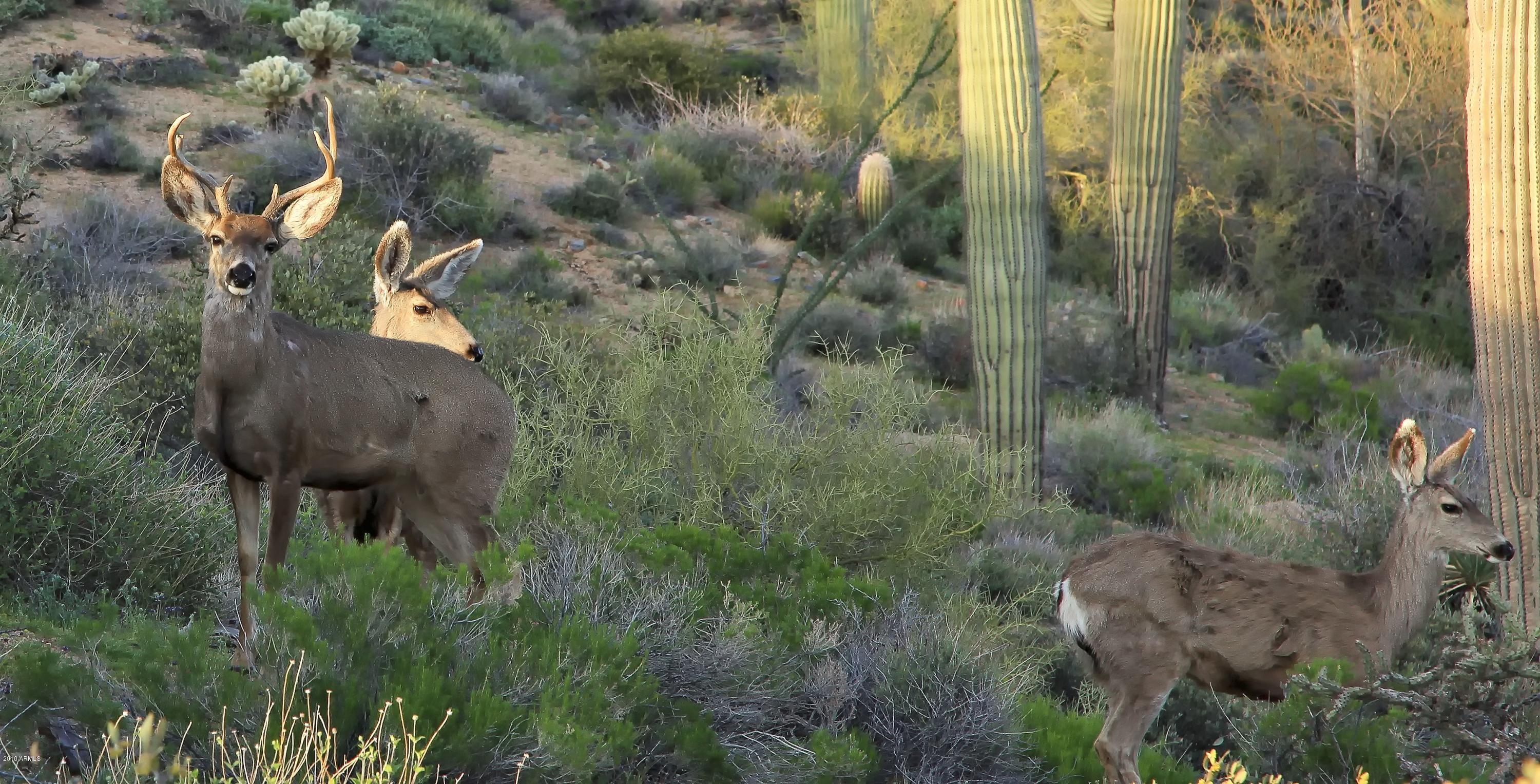 10285 East Joy Ranch Road Scottsdale, AZ 85262 - Photo 72 of 87 023_Local Wildlife