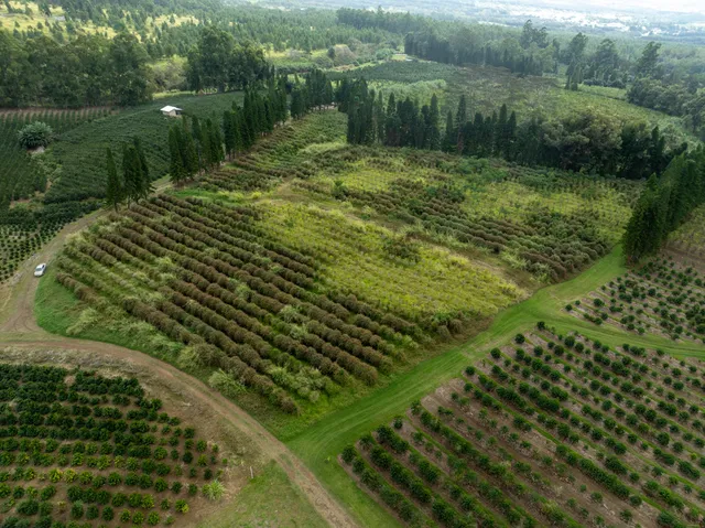 a view of a green field of grass and a lots of trees