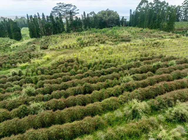 a view of a green field with lots of trees